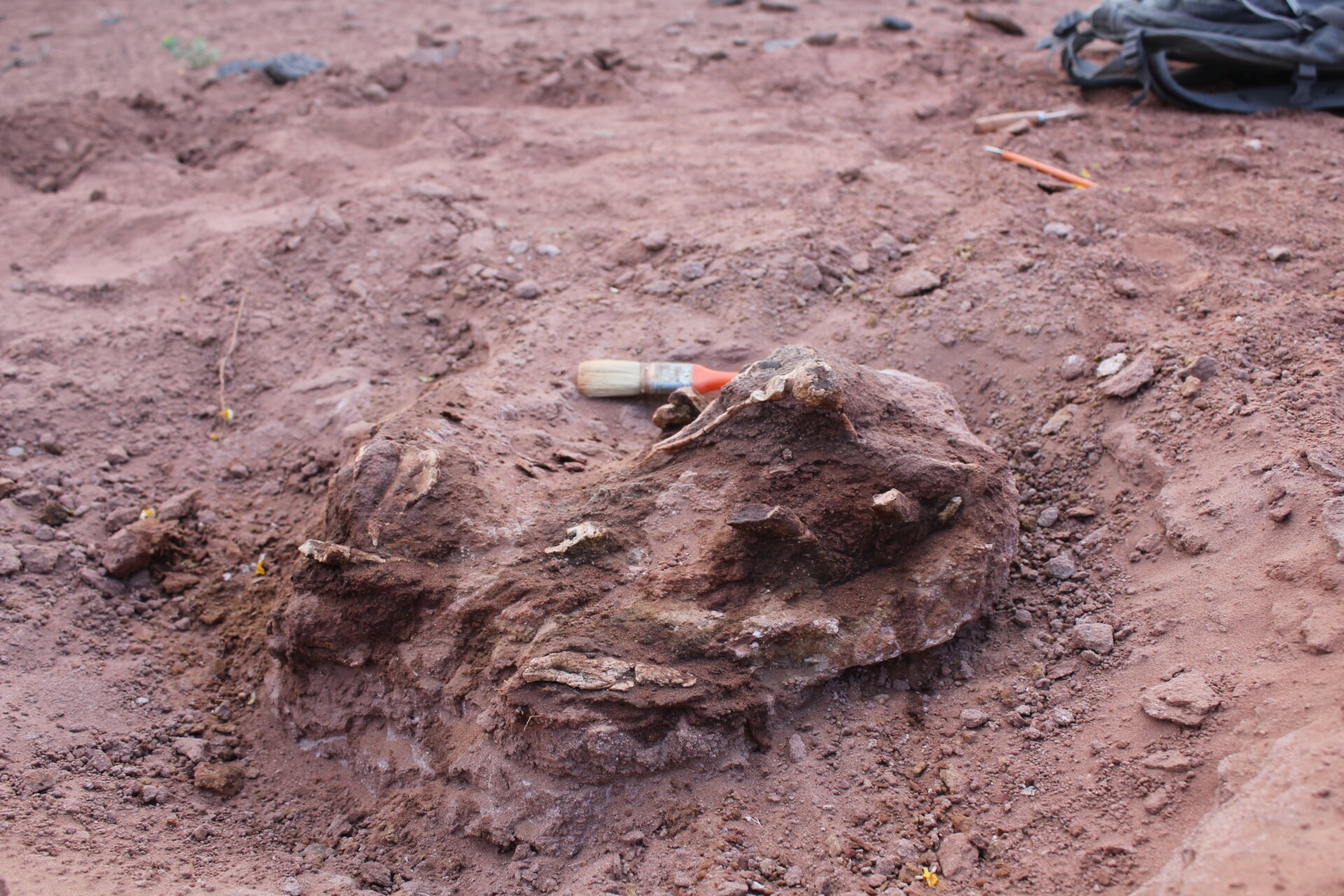 The dinosaur fossil came out of the ground in western Argentina.