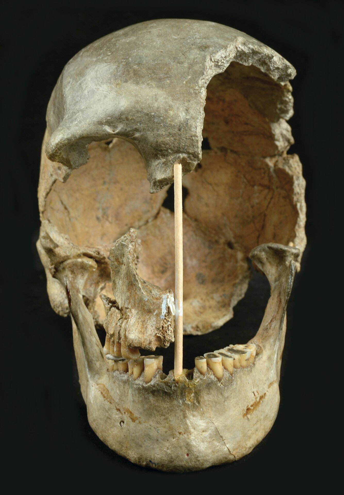 Frontal view of the Zlatý kůň skull. 
