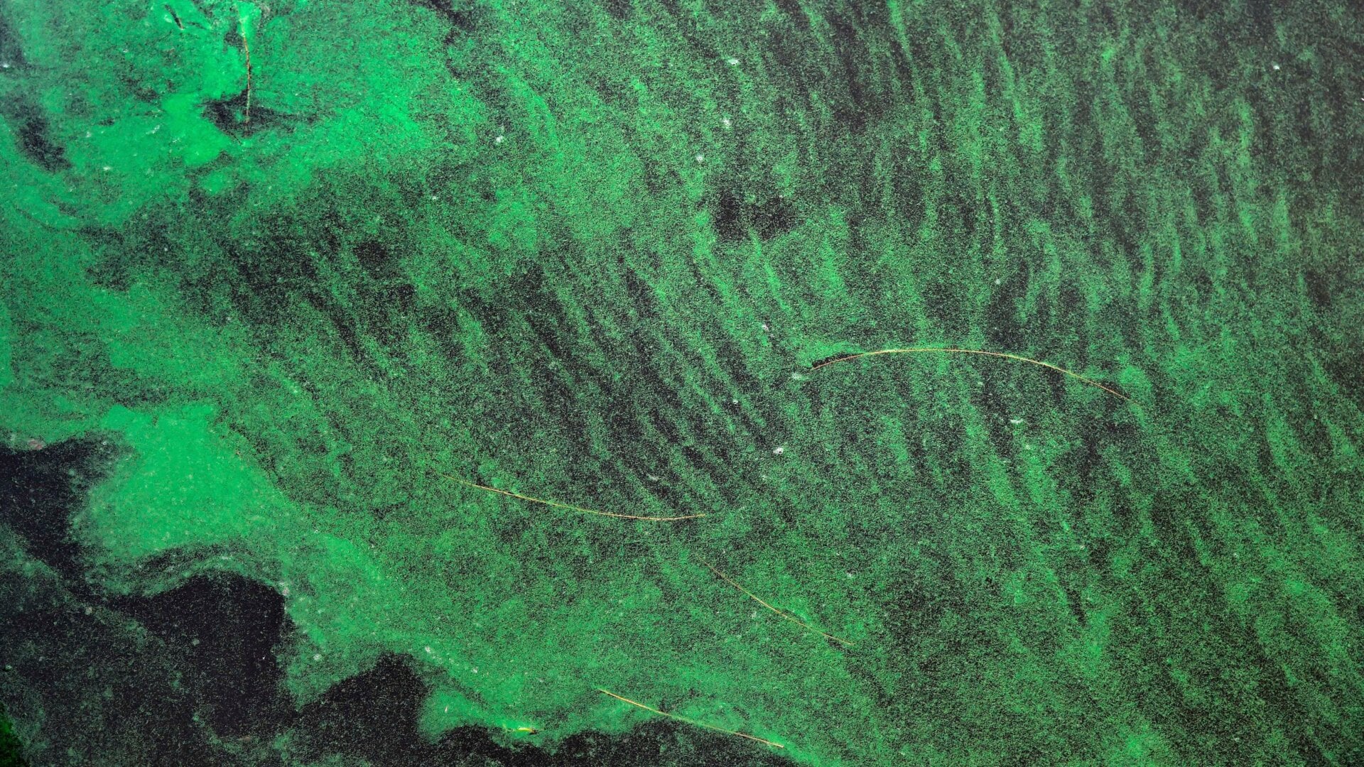 A blue-green algae bloom documented along the St. Lucie River in Port Saint Lucie, Florida, on July 5, 2016.