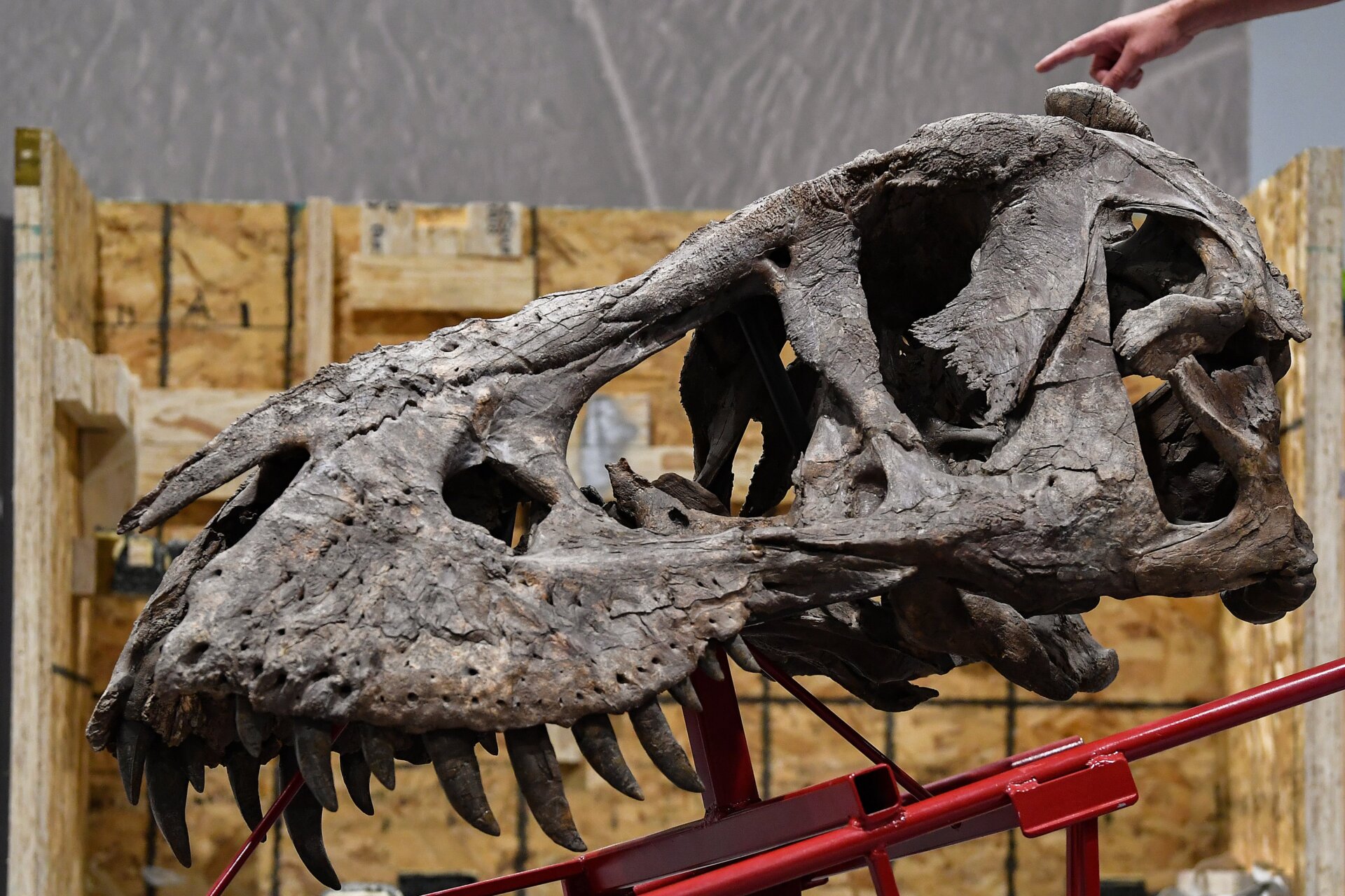 Just think about how many teeth that means.