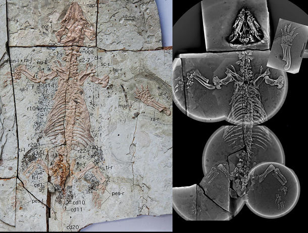 The Cretaceous mammal J. cheni.