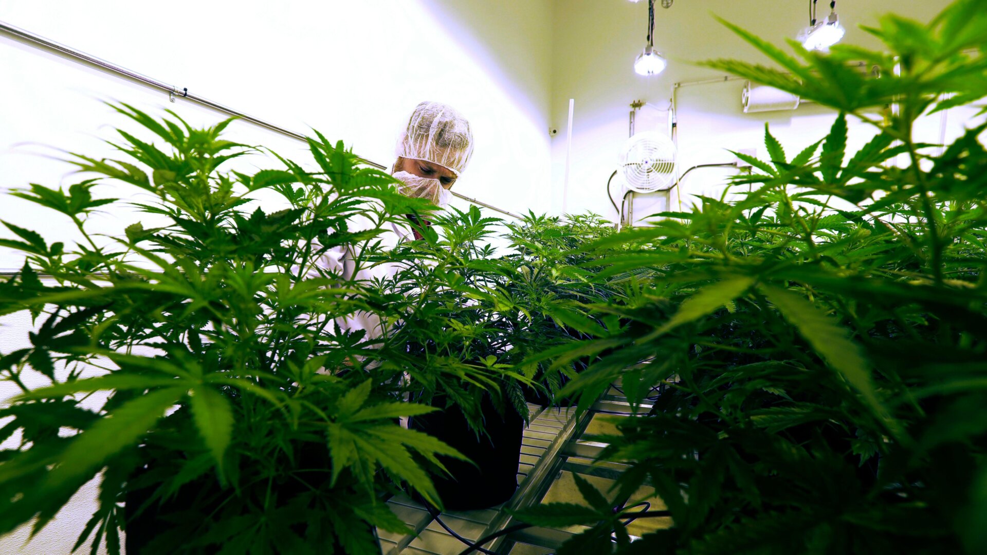 Compassionate Cultivation, a medical marijuana dispensary in Manchaca, Texas, in December 2017.