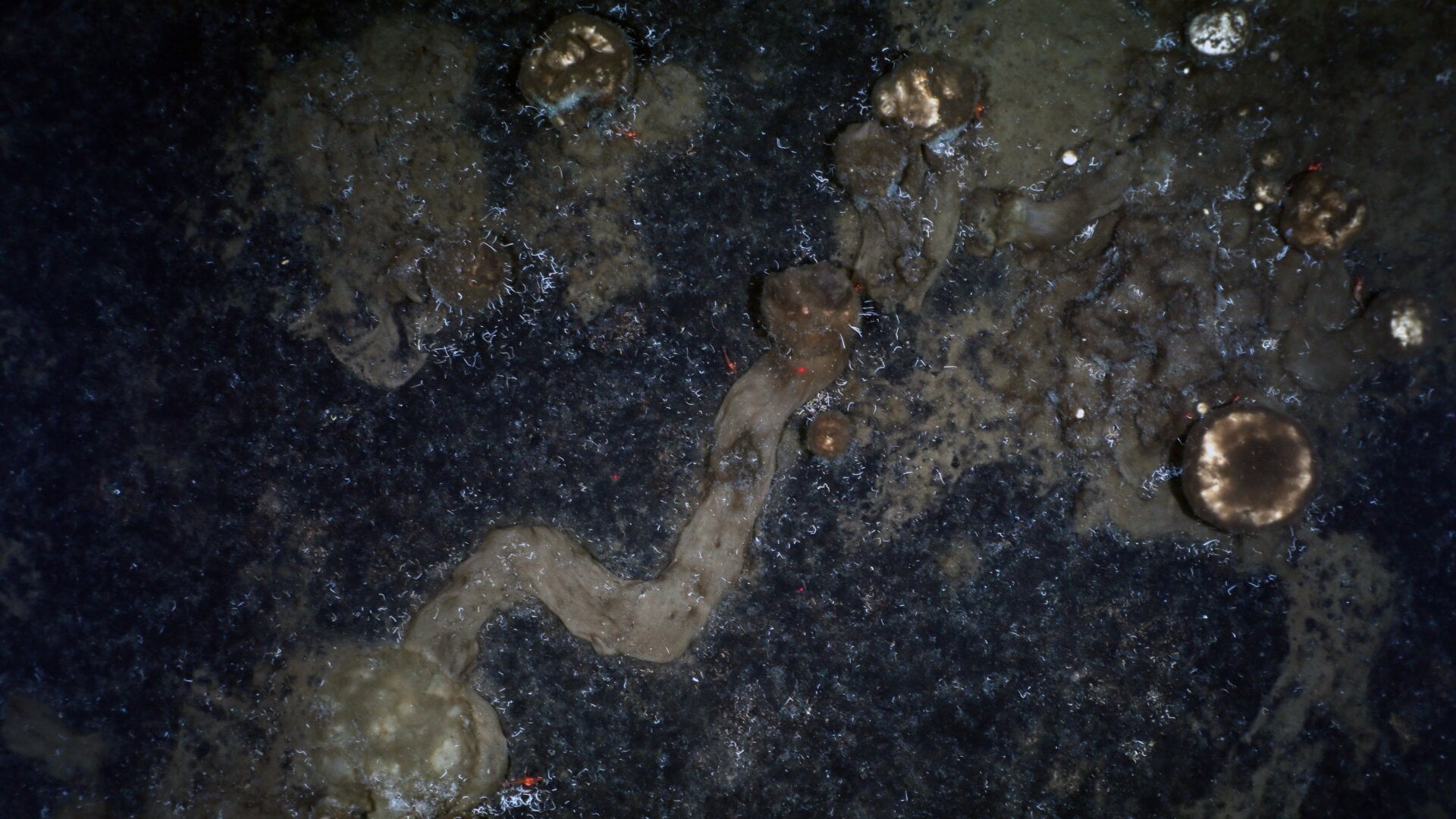 The sponge spicule trails are typically tan.