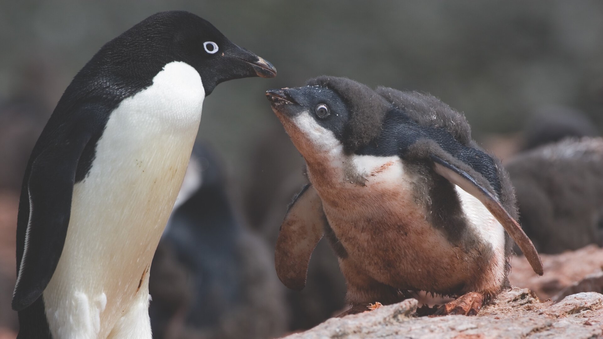 An Adélie penguin chick in Antarctica in the process of molting, or losing its baby feathers.
