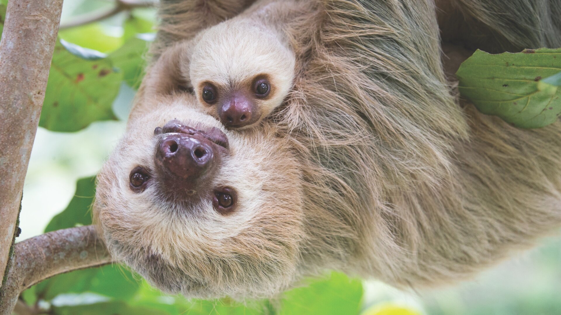 A Hoffman’s two-toed sloth and her baby near Cahuita National Park in Costa Rica.