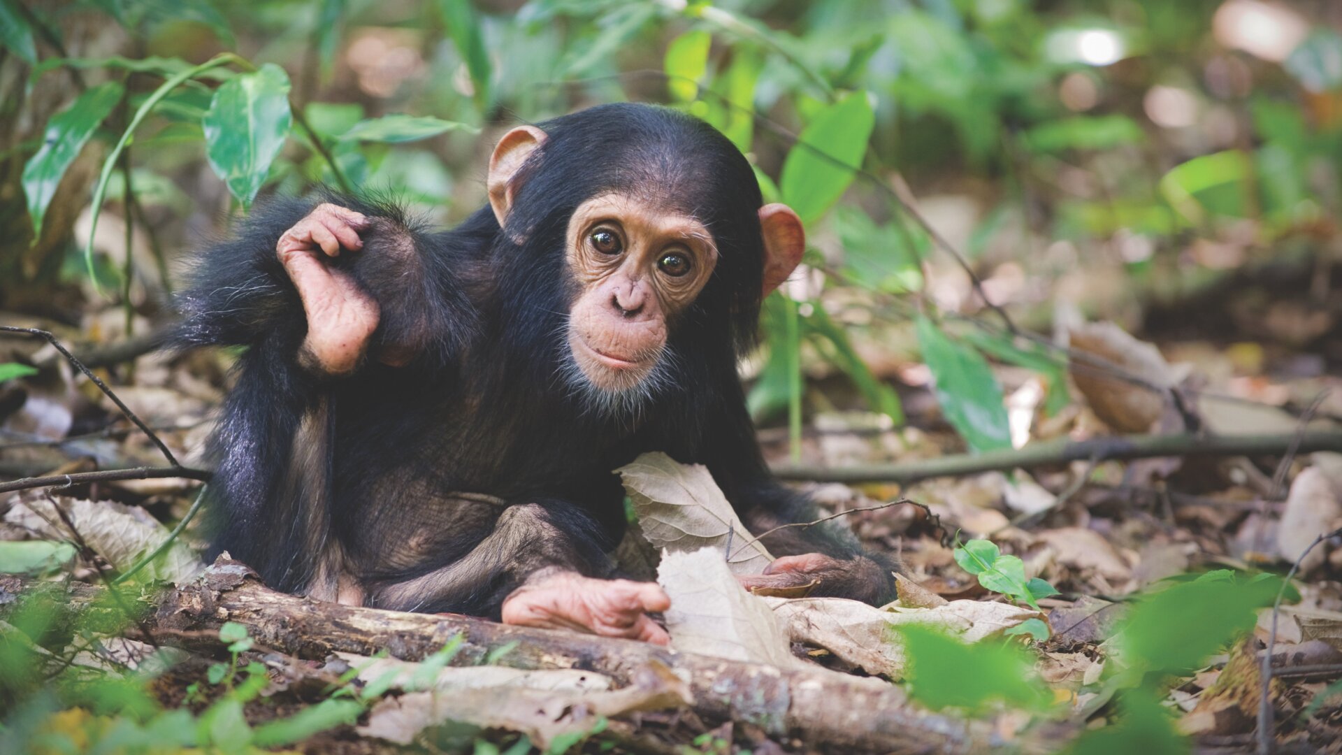 This chimpanzee is about a year old and lives in Uganda’s Kibale National Park.