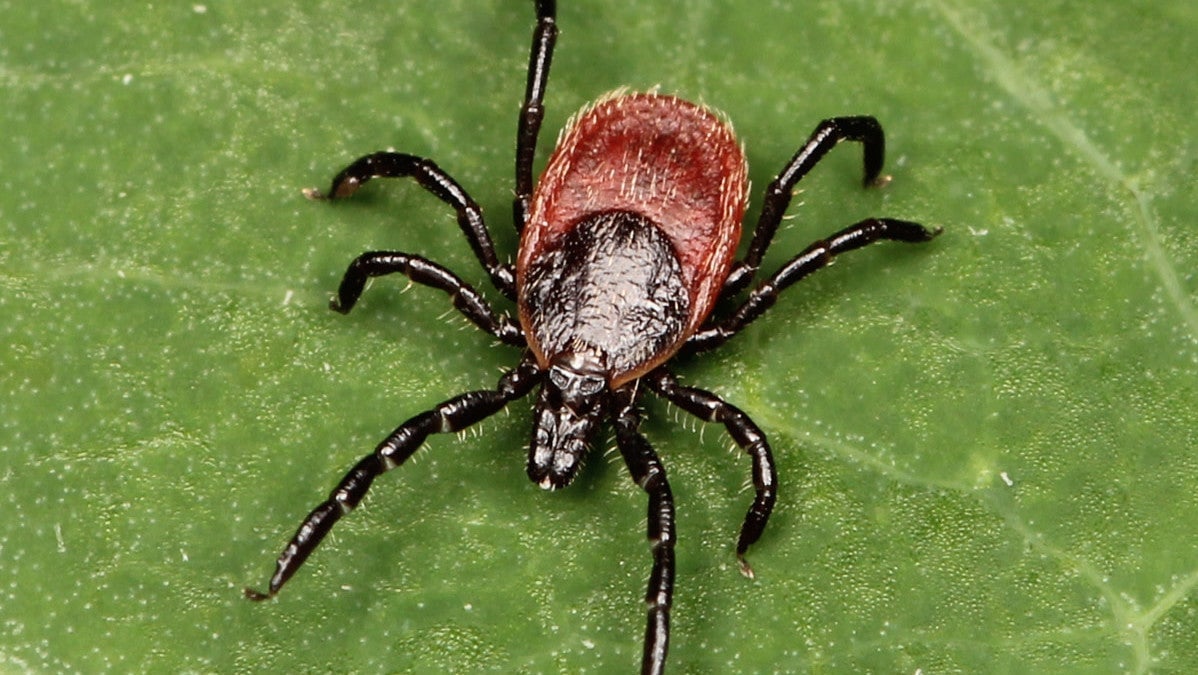 A close-up of the Western black-legged tick (Ixodes pacificus)