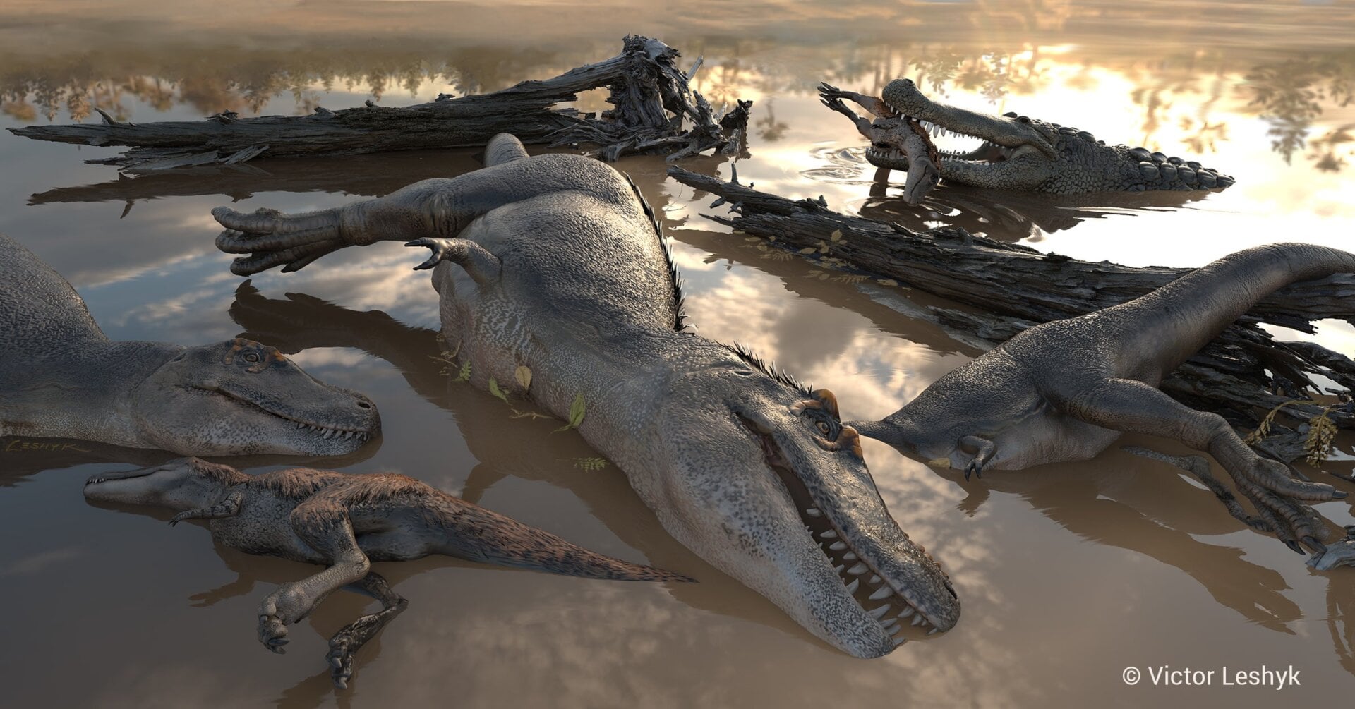 Artist’s impression of the tyrannosaurs shortly after being killed in a flood and washed into a nearby lake. A Deinosuchus alligator is shown n in the background.