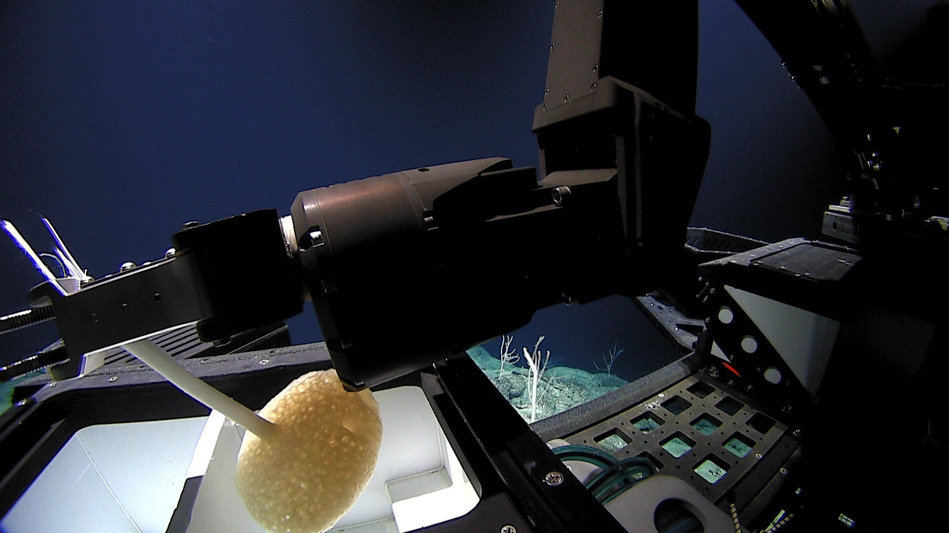 Photo: NOAA Ocean Exploration