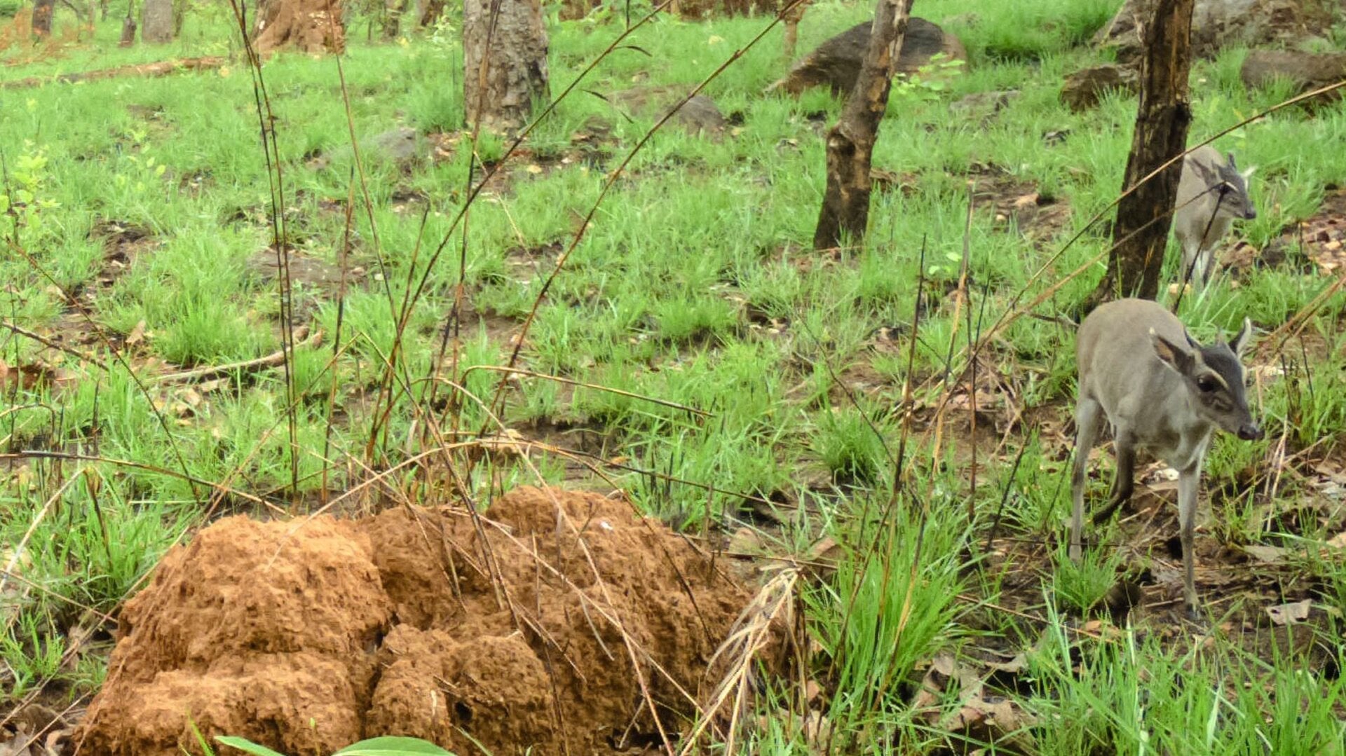 Two Walter’s duikers caught by a camera trap in a Togolese nature park.