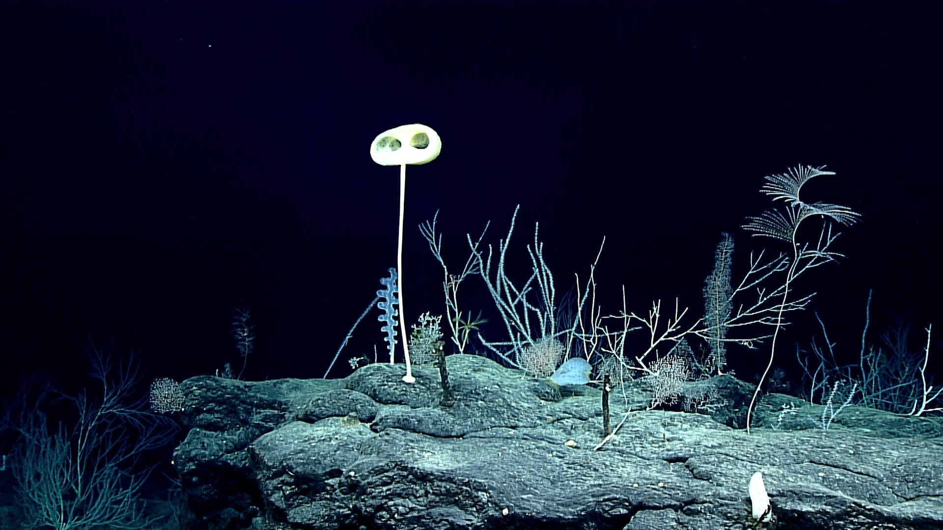 Photo: NOAA Ocean Exploration