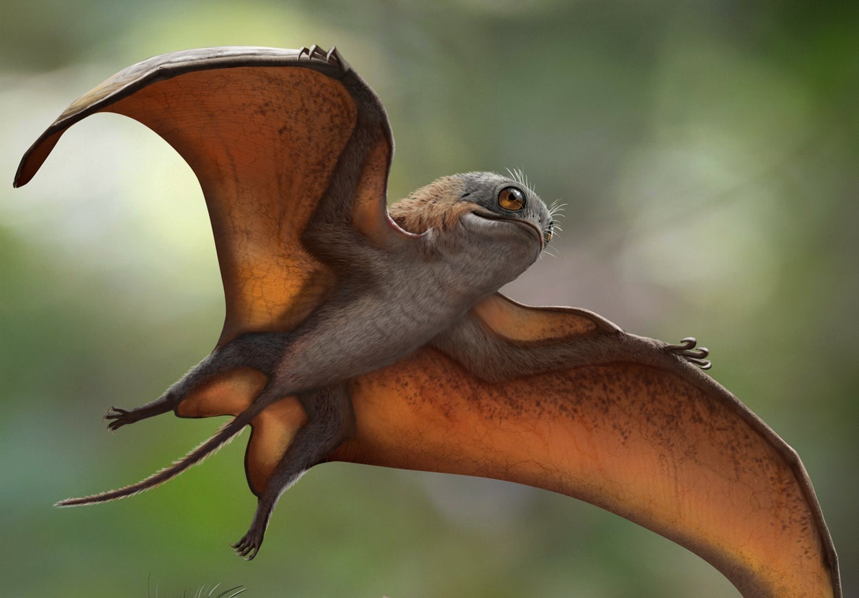 An artistic reconstruction of Sinomacrops looking notably frog-bat-dragony.