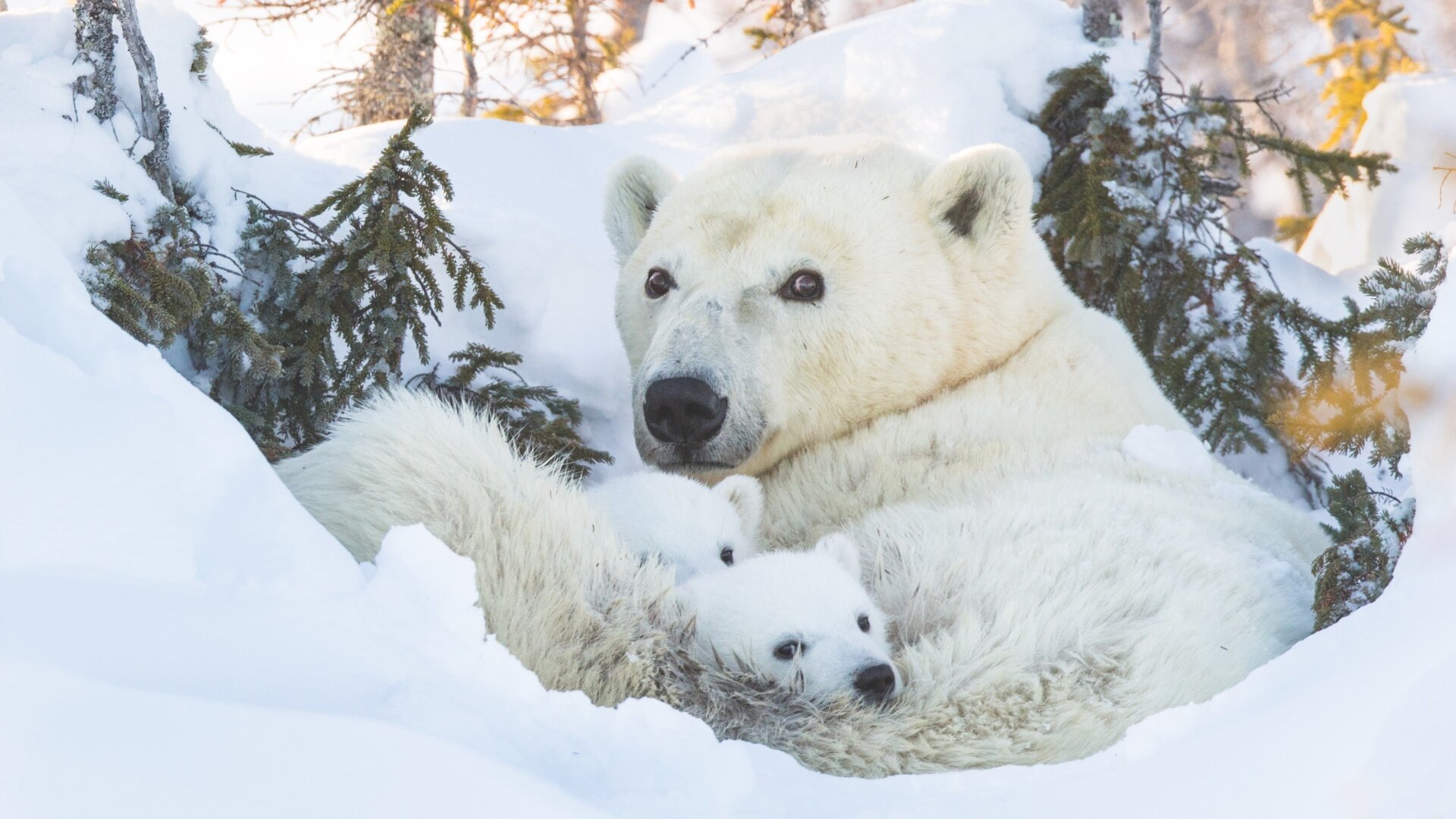 The polar bear cubs in this photo, taken at Wapusk National Park in Canada, are fresh out of the den and seeing the world for the first time.