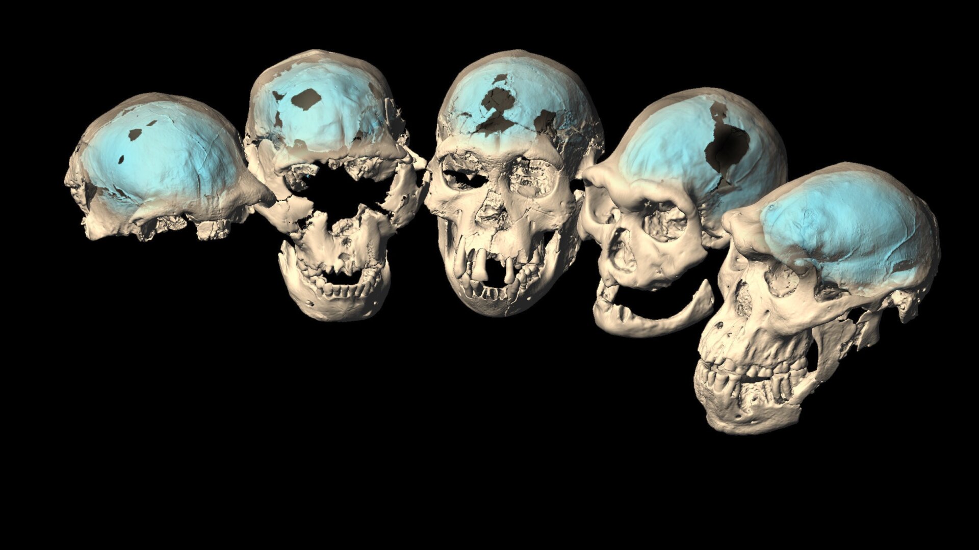 Endocasts of the five 1.8-million-year-old crania from Dmanisi.