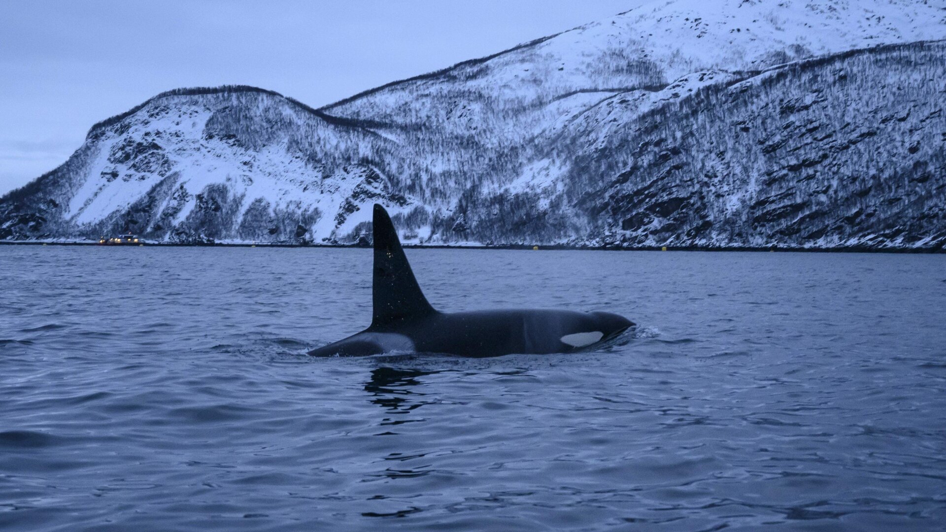 An orca chases herrings on Jan. 14, 2019 near the Norwegian northern city of Tromso.