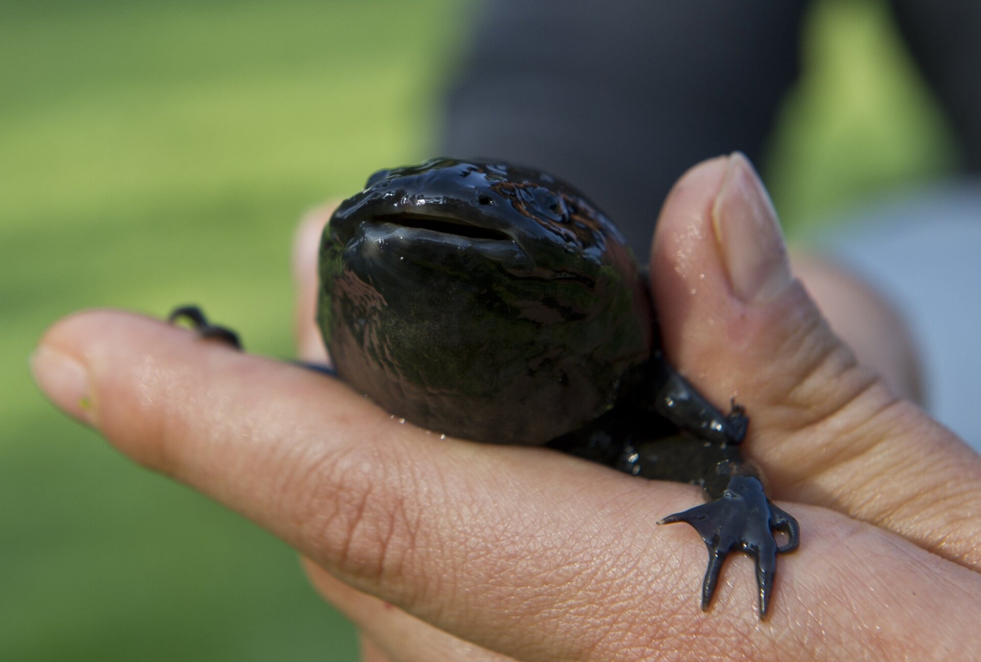 A wild axolotl in a conservation lab in Mexico City in 2014.