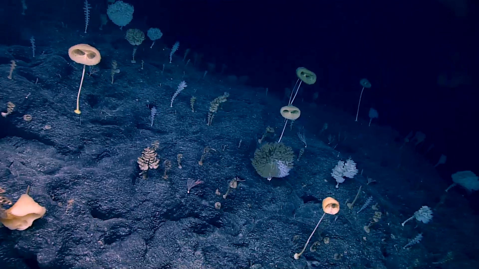 Photo: NOAA Ocean Exploration