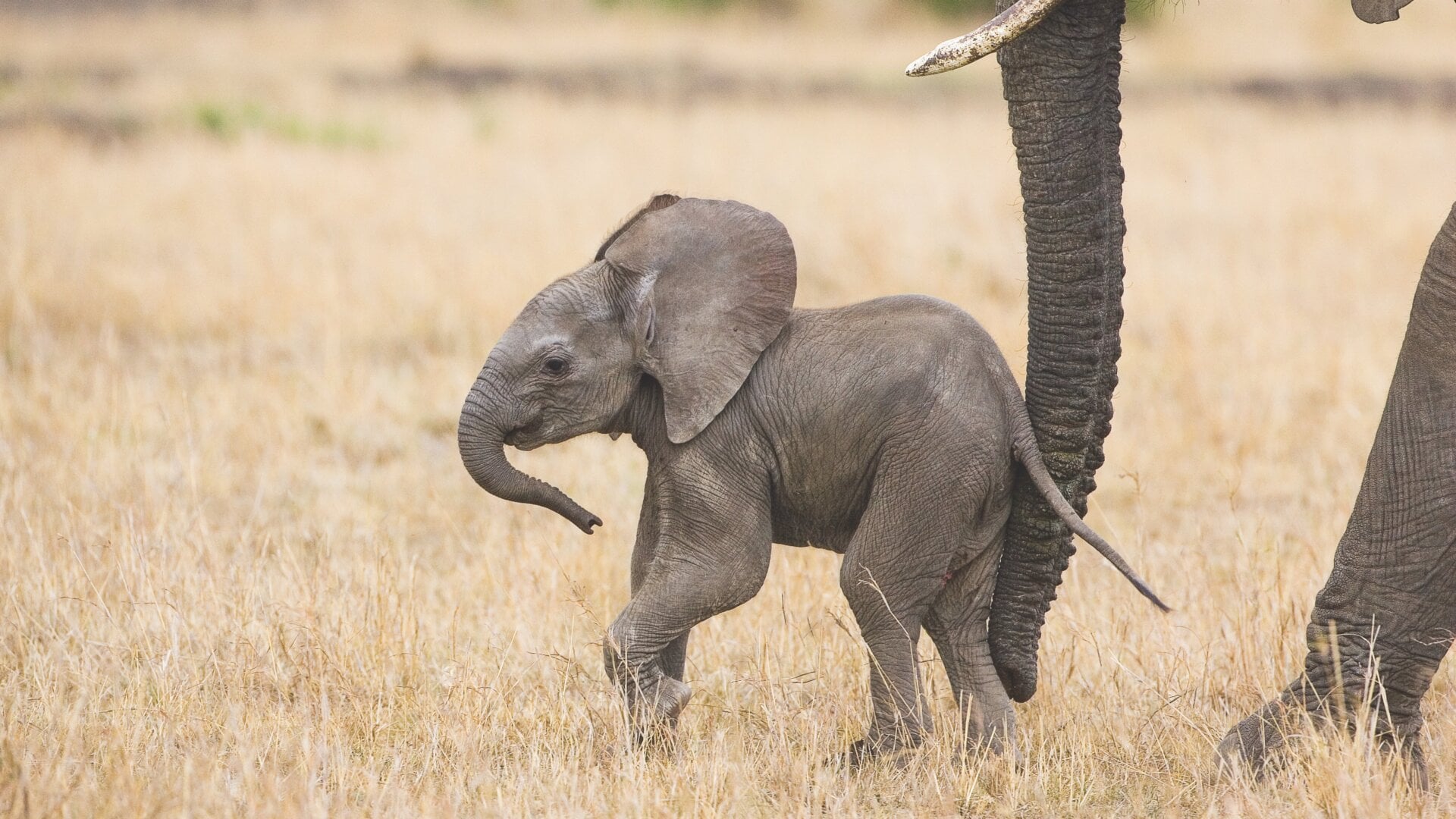 A mother elephant uses her trunk to move her baby along at the Maasai Mara National Reserve.