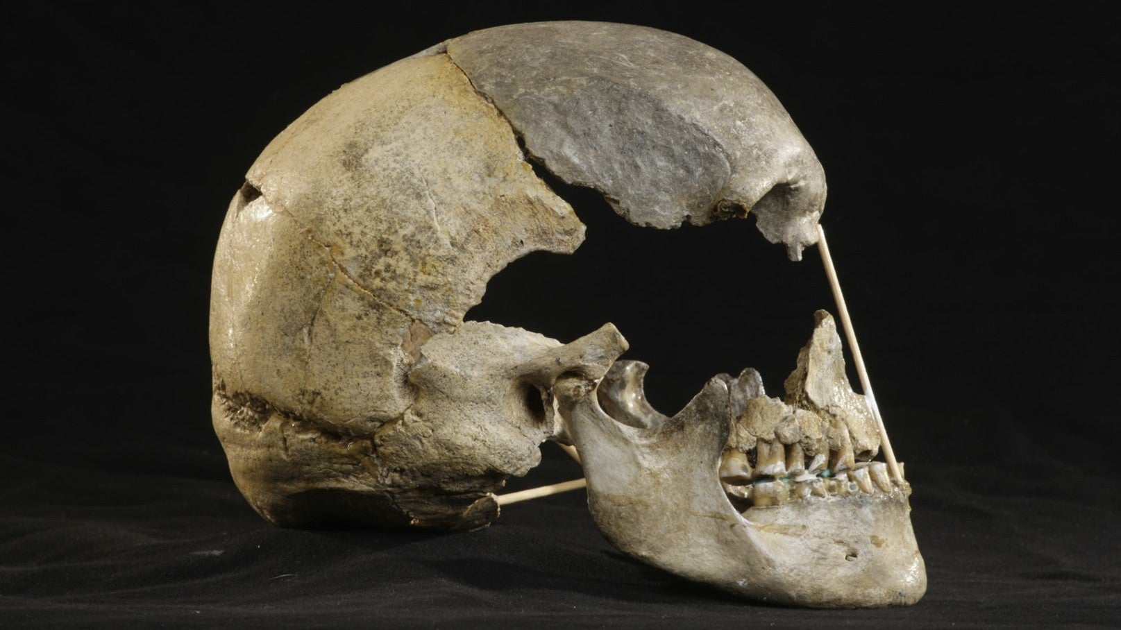 The Zlatý kůň cranium.