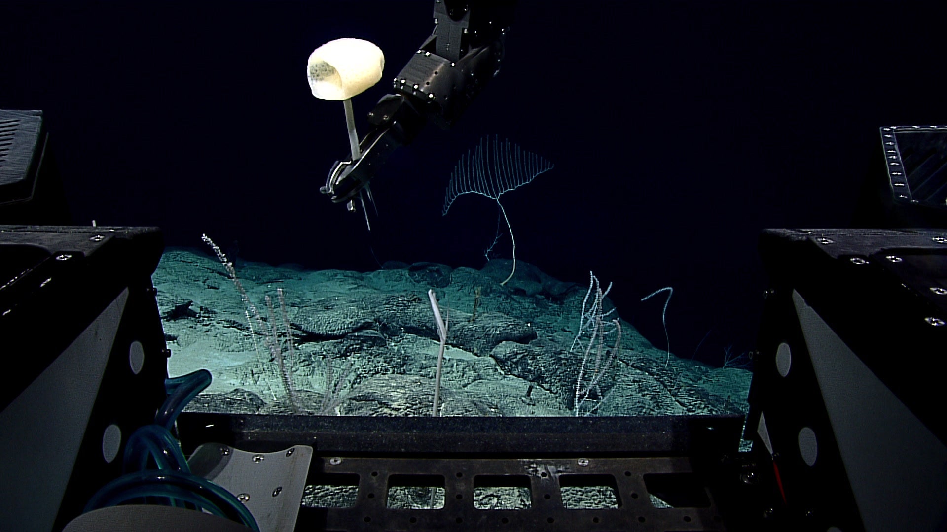 Photo: NOAA Ocean Exploration