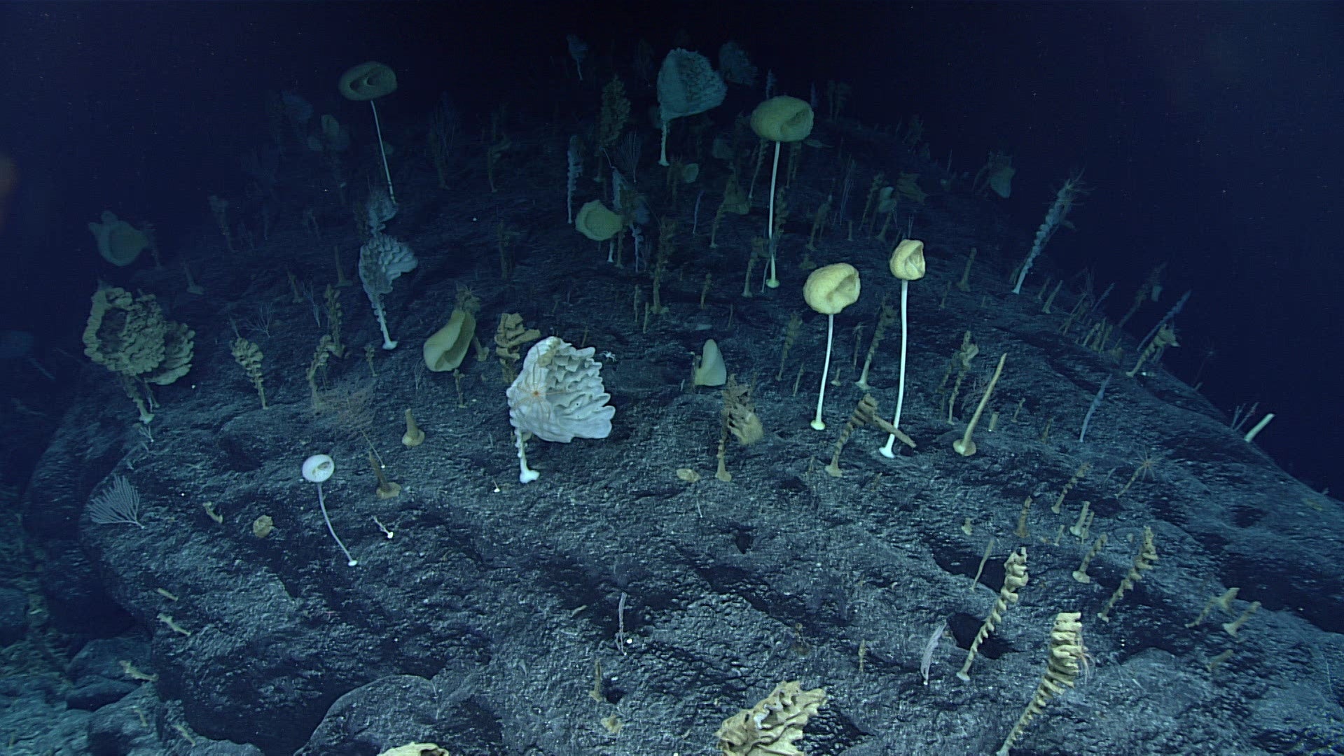 Photo: NOAA Ocean Exploration