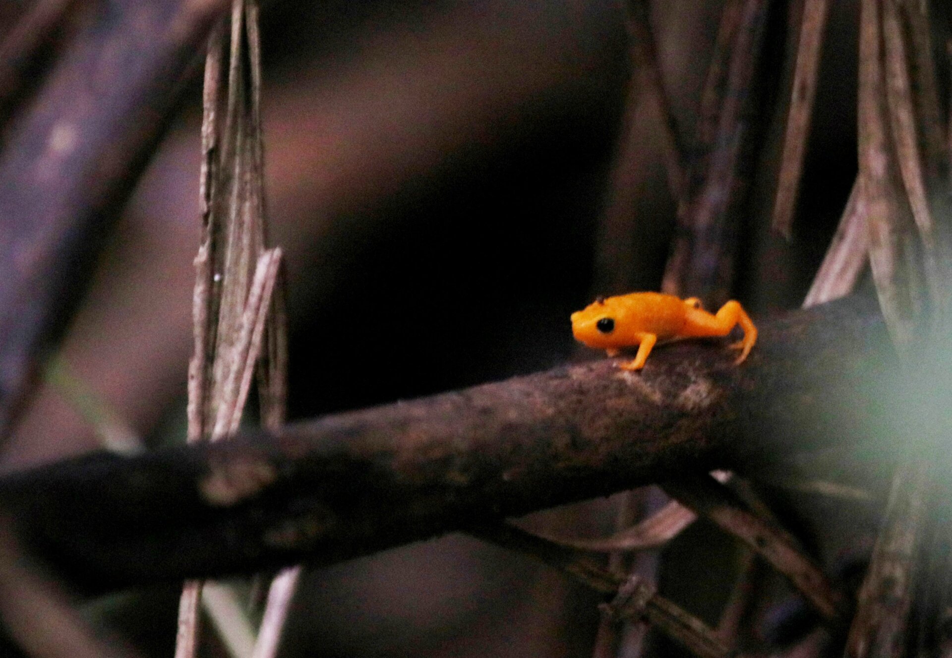 Like other related species, these guys are the very definition of smol, with adults being barely over a centimeter long.