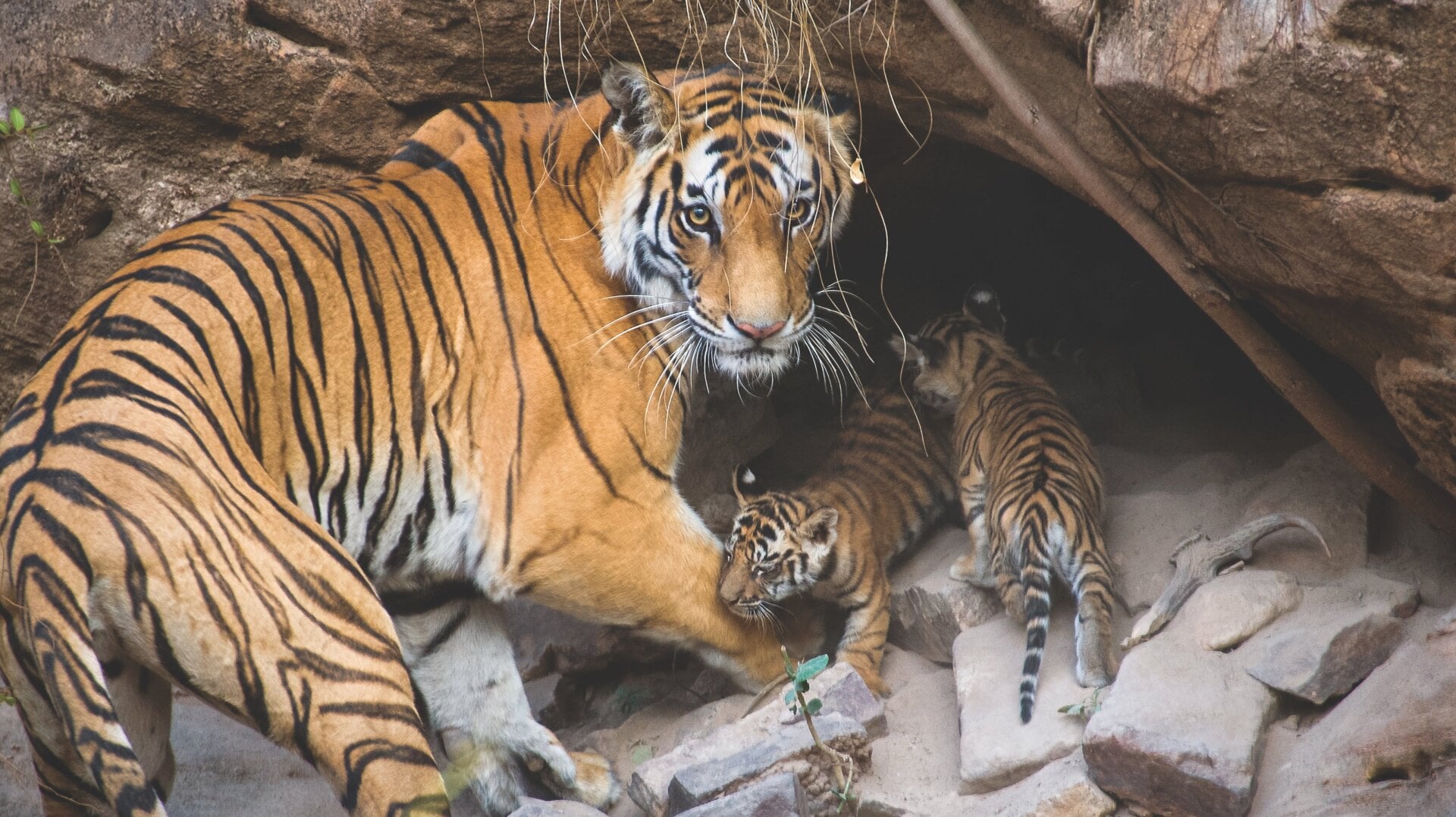 A tiger mom with two of her four cubs just outside her natal den in Bandhavgarh National Park in India.