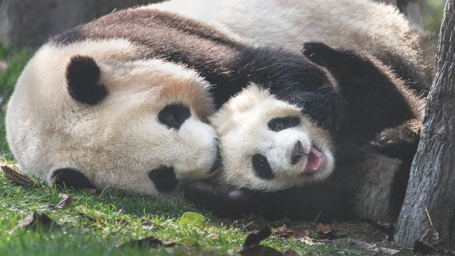 A 6-month-old giant panda cub wrestles with its mother at the Chengdu Research Base of Giant Panda Breeding in China.