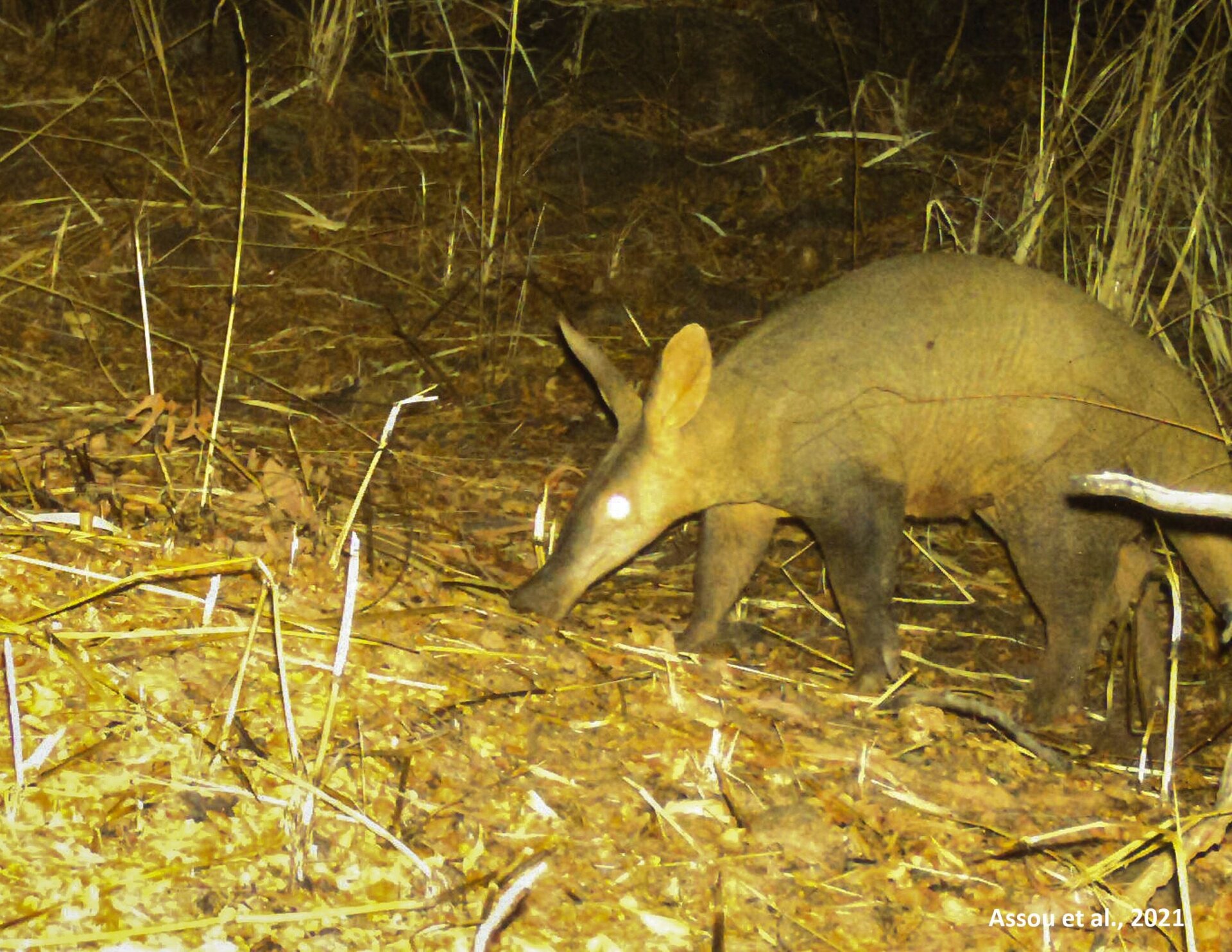 The team also found an aardvark, the first spotted in the country.