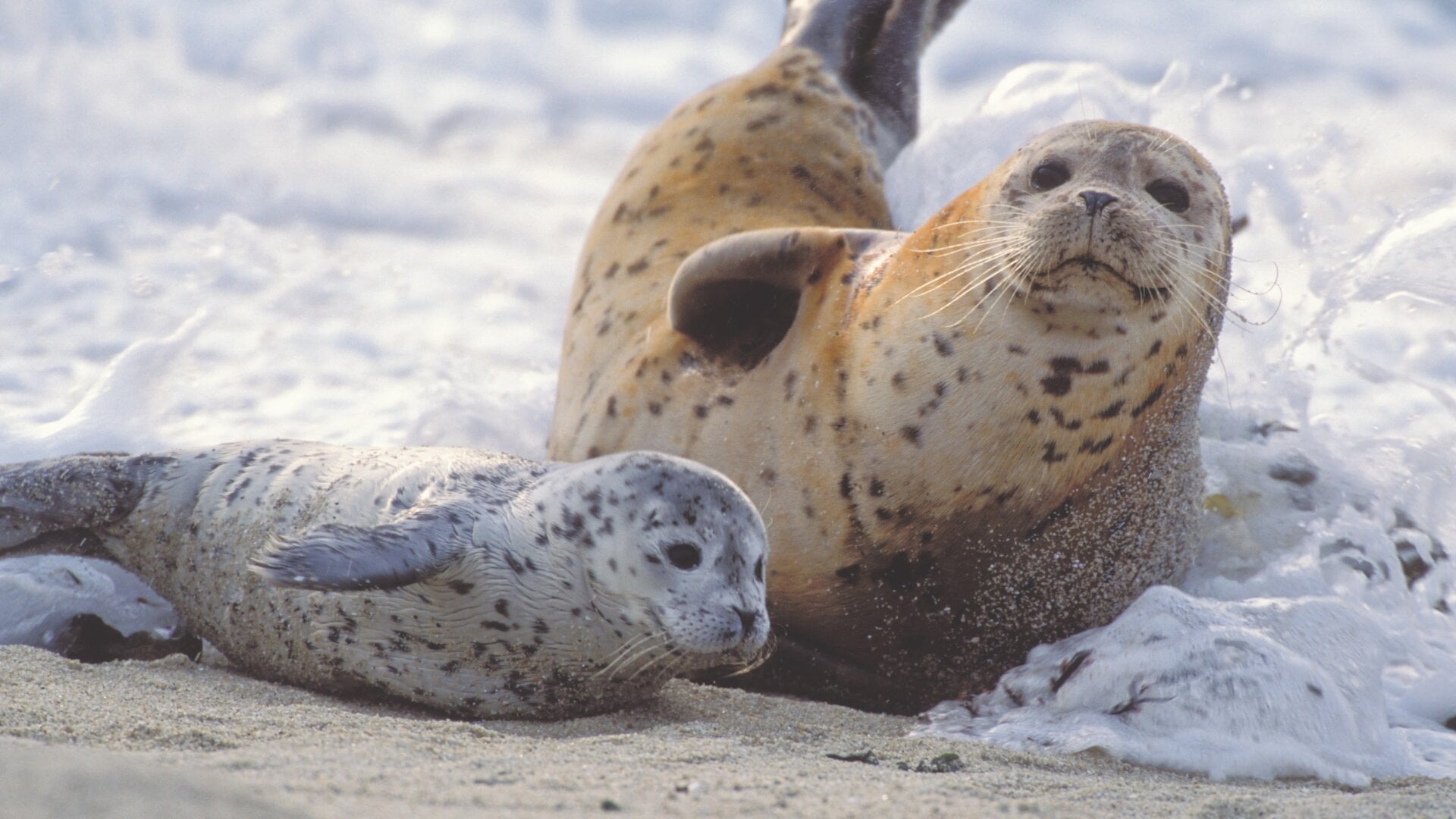 According to Eszterhas, harbor seals are not habituated to humans and are quite shy. She had to practice stealth photography to shoot them.