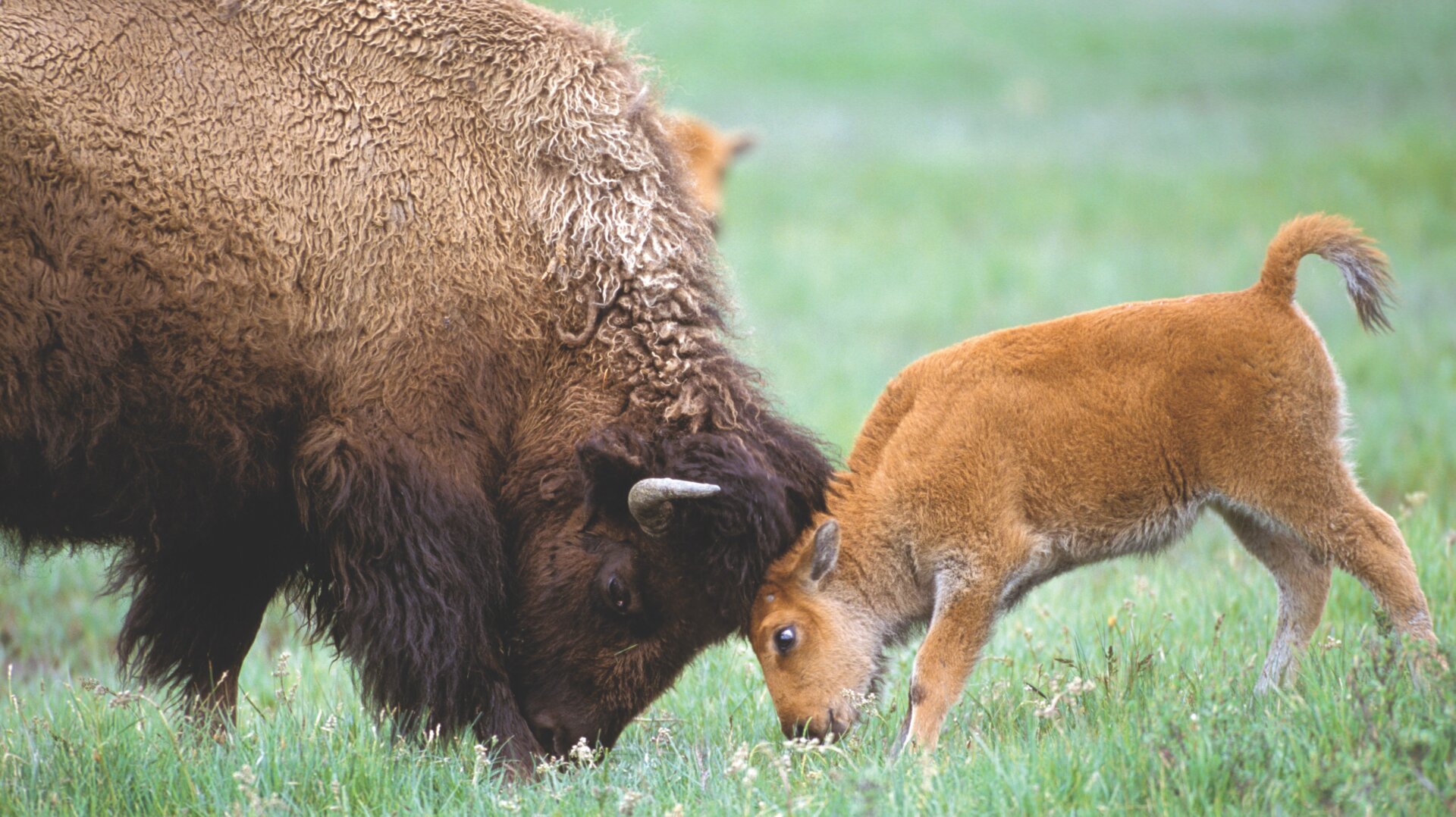 A mother bison plays with her baby at Yellowstone National Park in Montana.
