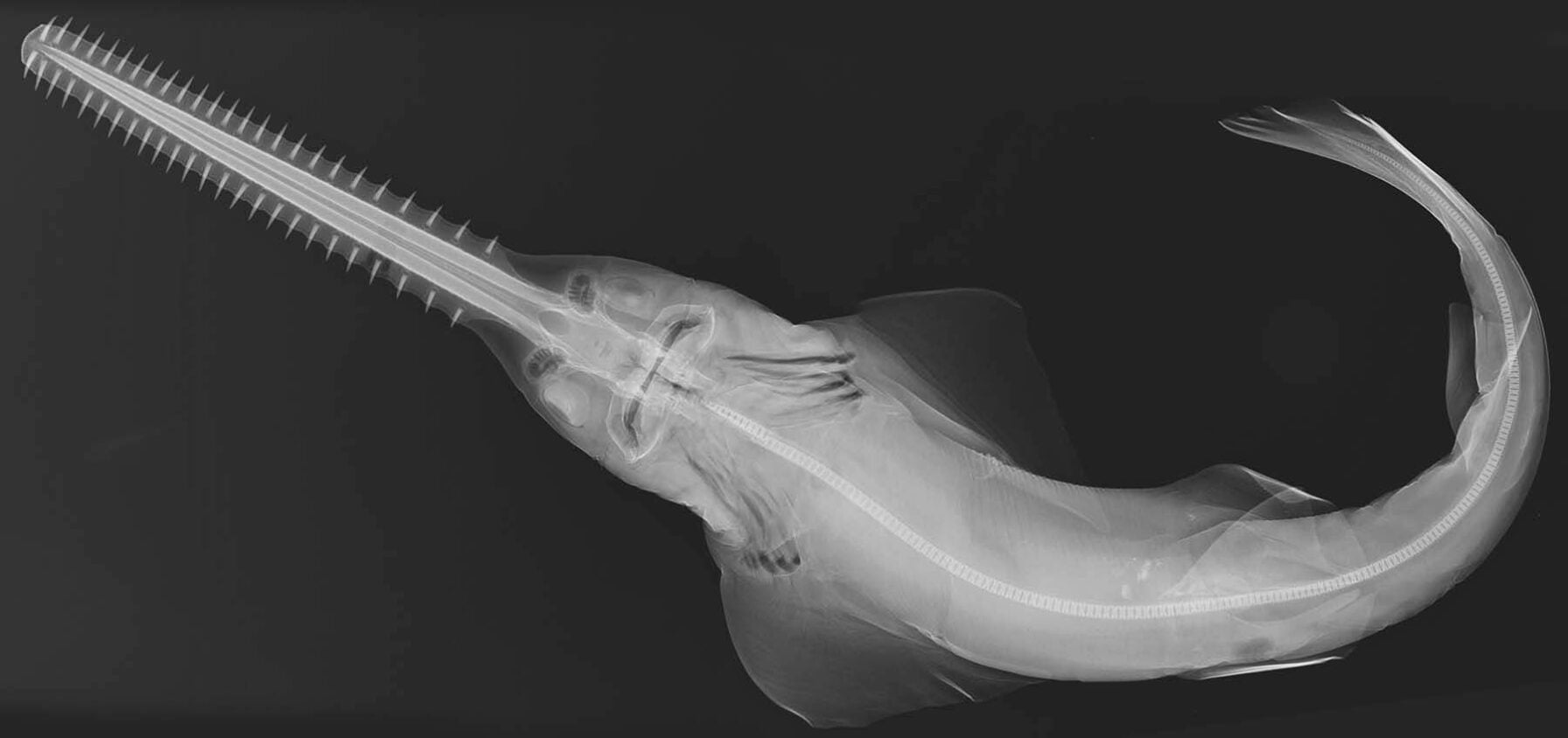 Small Tooth Fish The Biggest Smalltooth Sawfish Ever Measured Washed Ashore in Florida