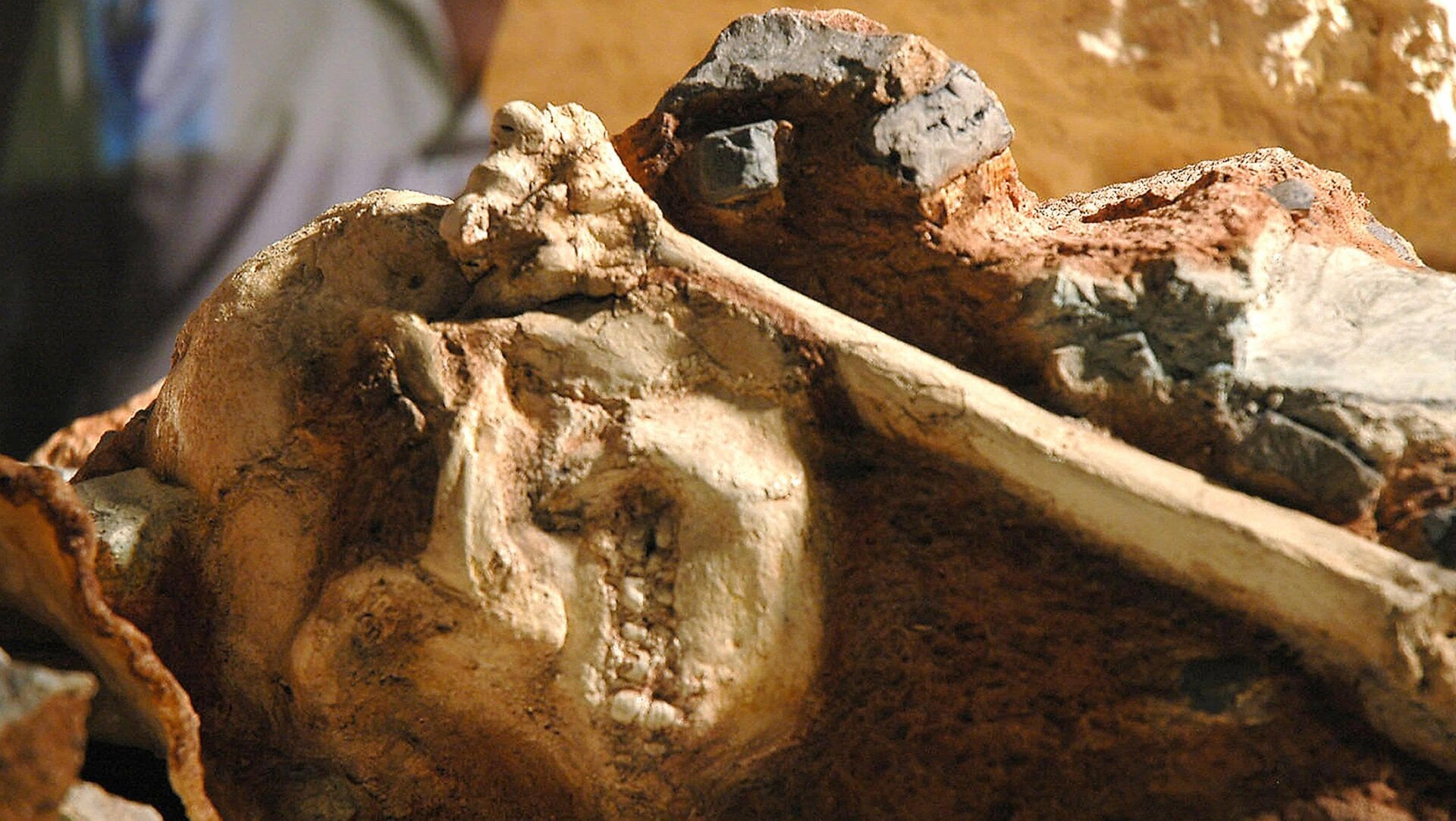 A cast of Little Foot in 2005. It would take over a decade for the real thing to be fully excavated.