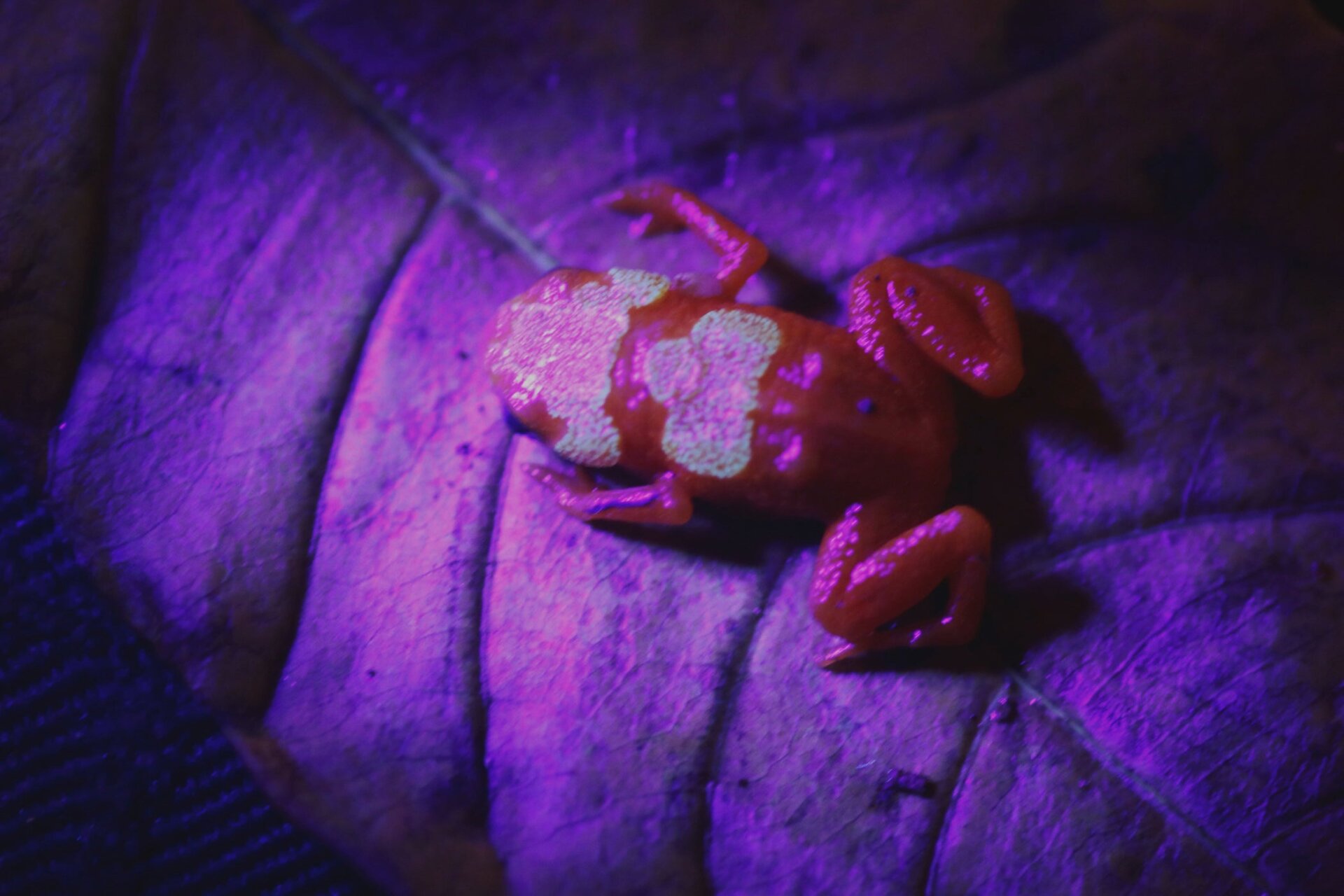 Brachycephalus rotenbergae glowing under a UV flashlight.