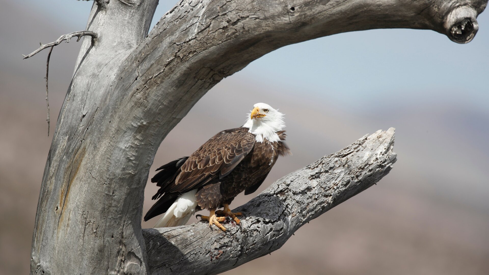 The face of a bird who’s cranky about rodenticide.