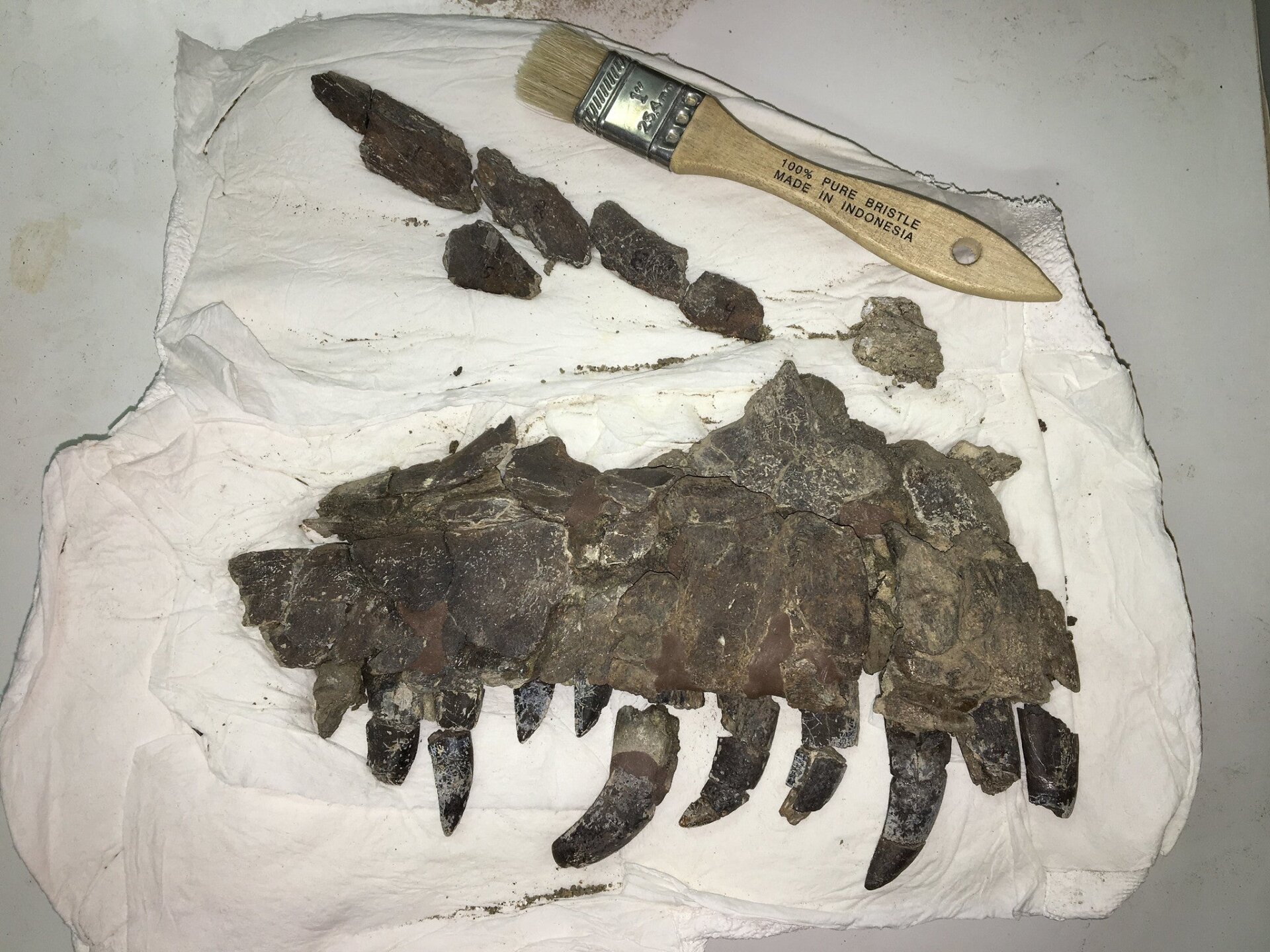 An upper jaw of Teratophoneus, found at the “Rainbows and Unicorns Quarry” in Utah.