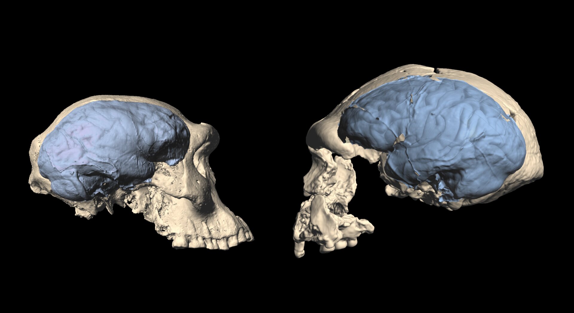 A Dmanisi specimen (left) compared with a more cognitively developed Homo erectus from Indonesia (right).