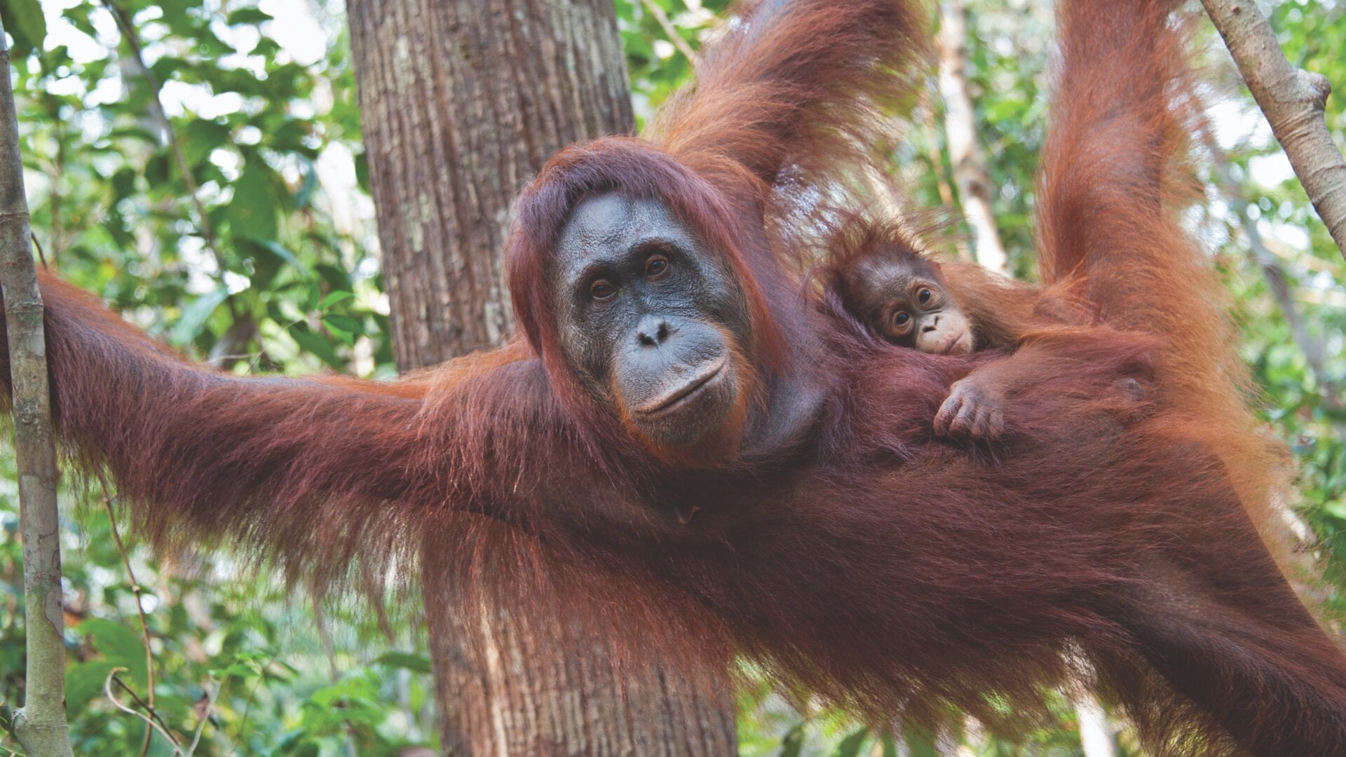 A Bornean orangutan and her two-and-a-half-year-old baby.