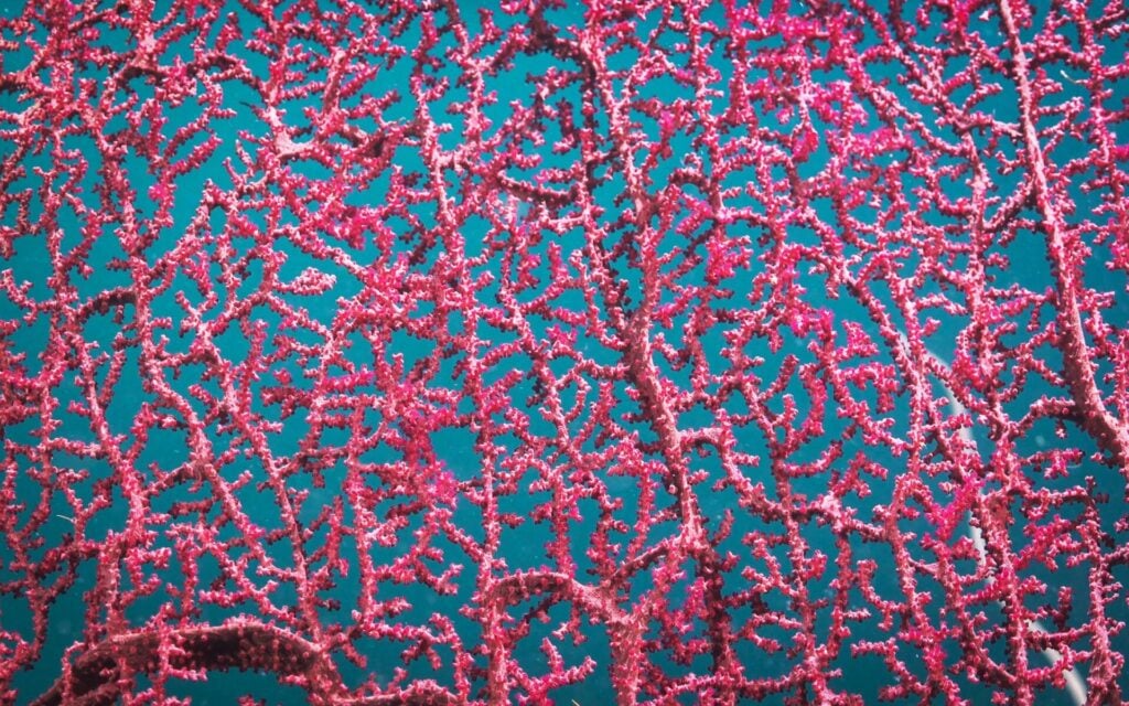 Photo: Schmidt Ocean Institute