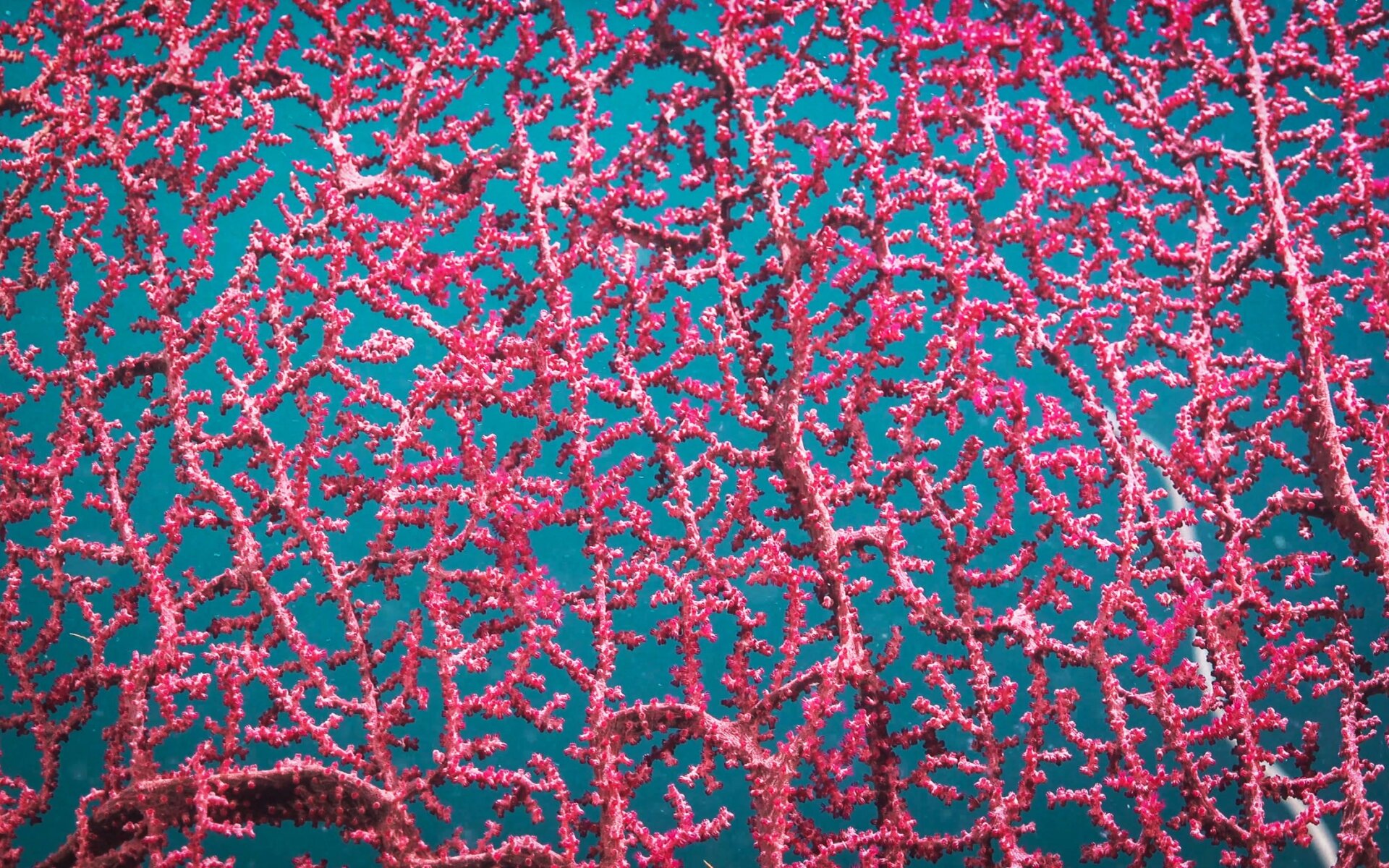 A soft coral of the Gorgonia fan variety found in the deep-sea coral reefs of the Ashmore Reef Marine Park.