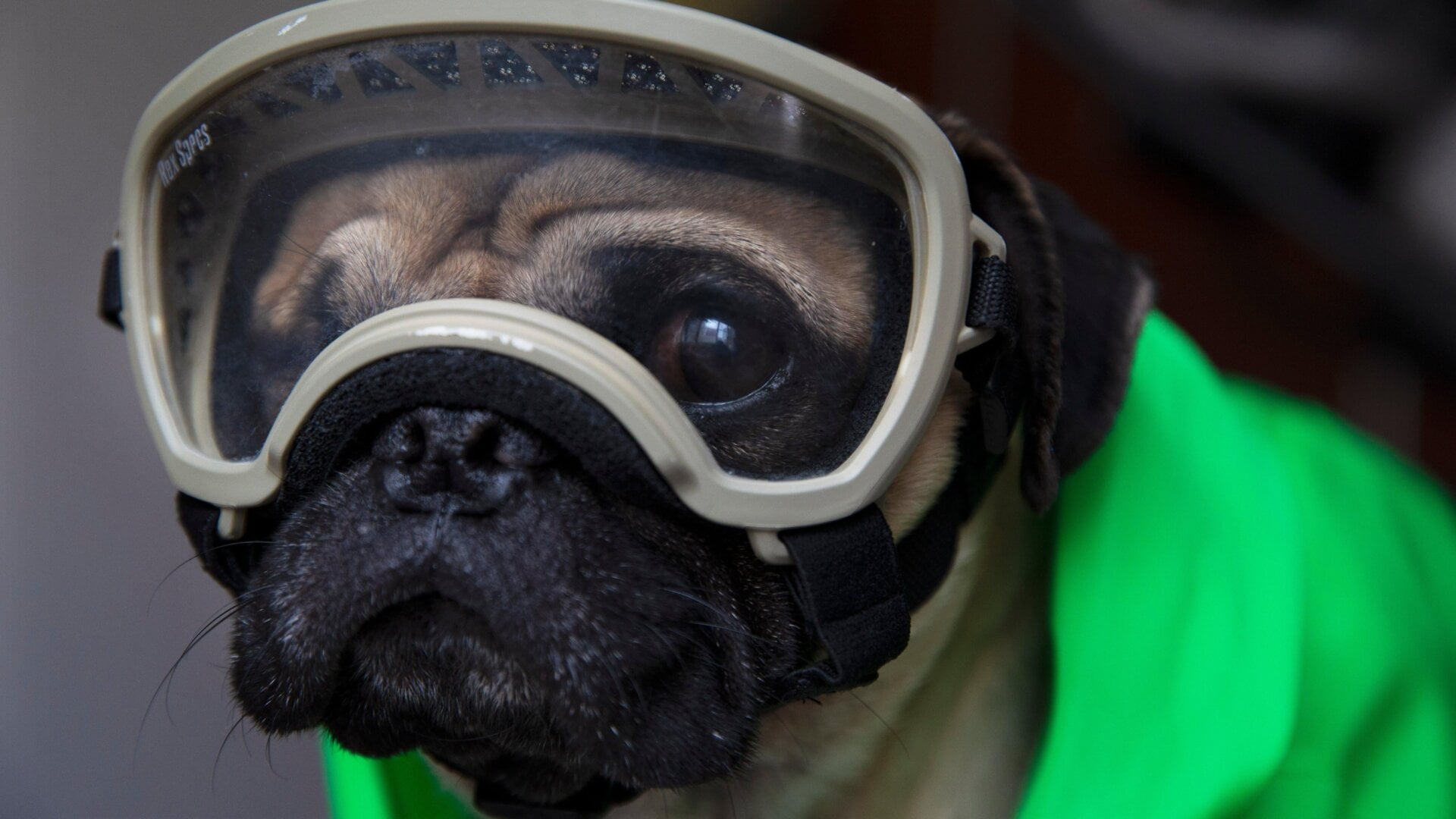 Harley, a therapy dog who provides emotional support for healthcare workers in Mexico City, wearing a diving type half mask for dogs in a photo taken in September 2020.