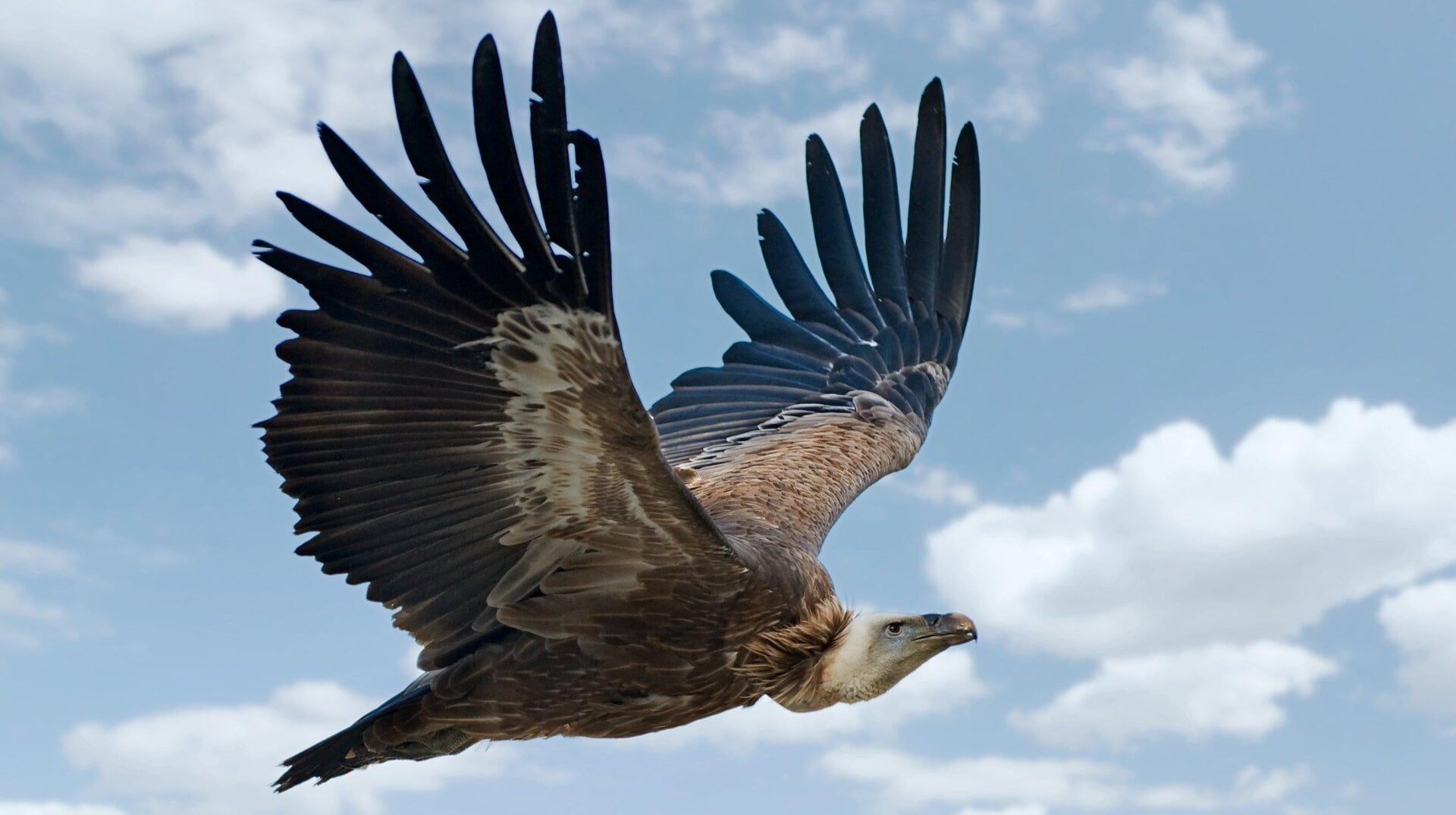 A Griffon vulture in flight.