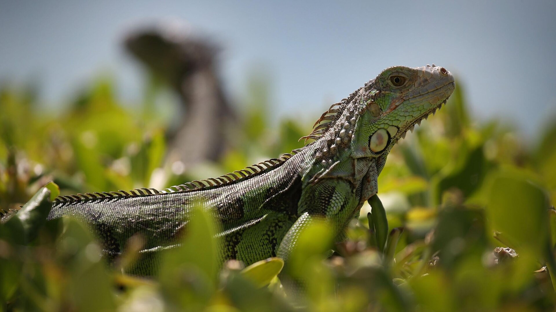 An iguana in Miami, Florida.