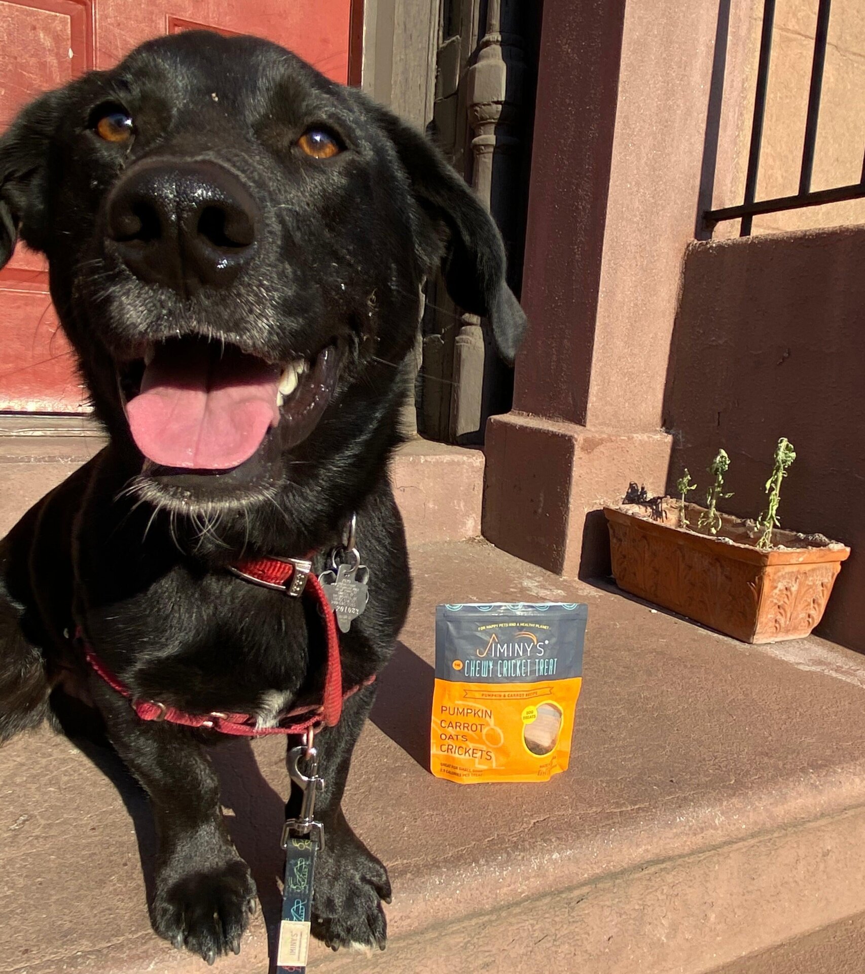 A happy, bug-filled boy.
