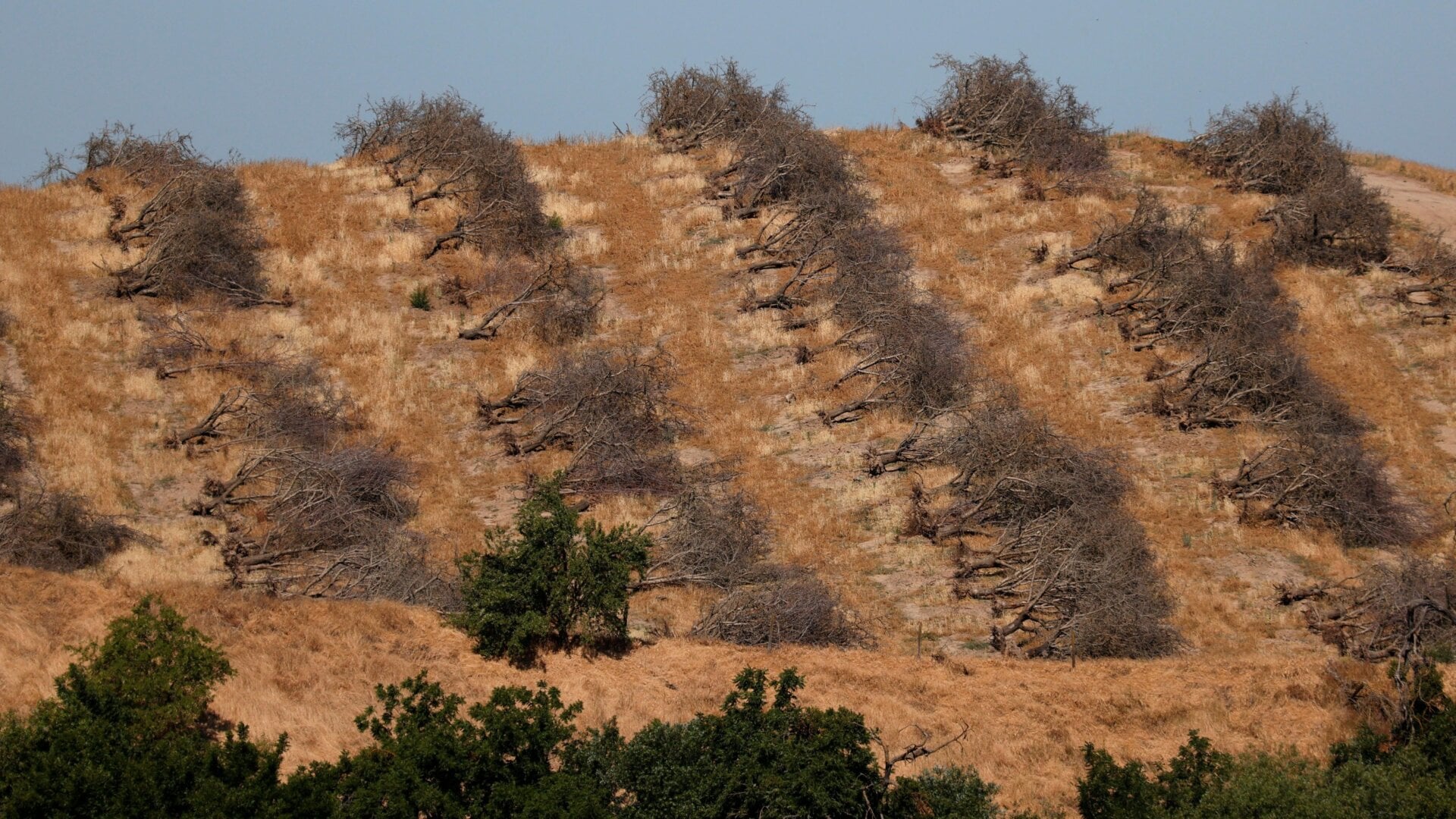 Rows of almond trees sit on the ground during an orchard removal project.