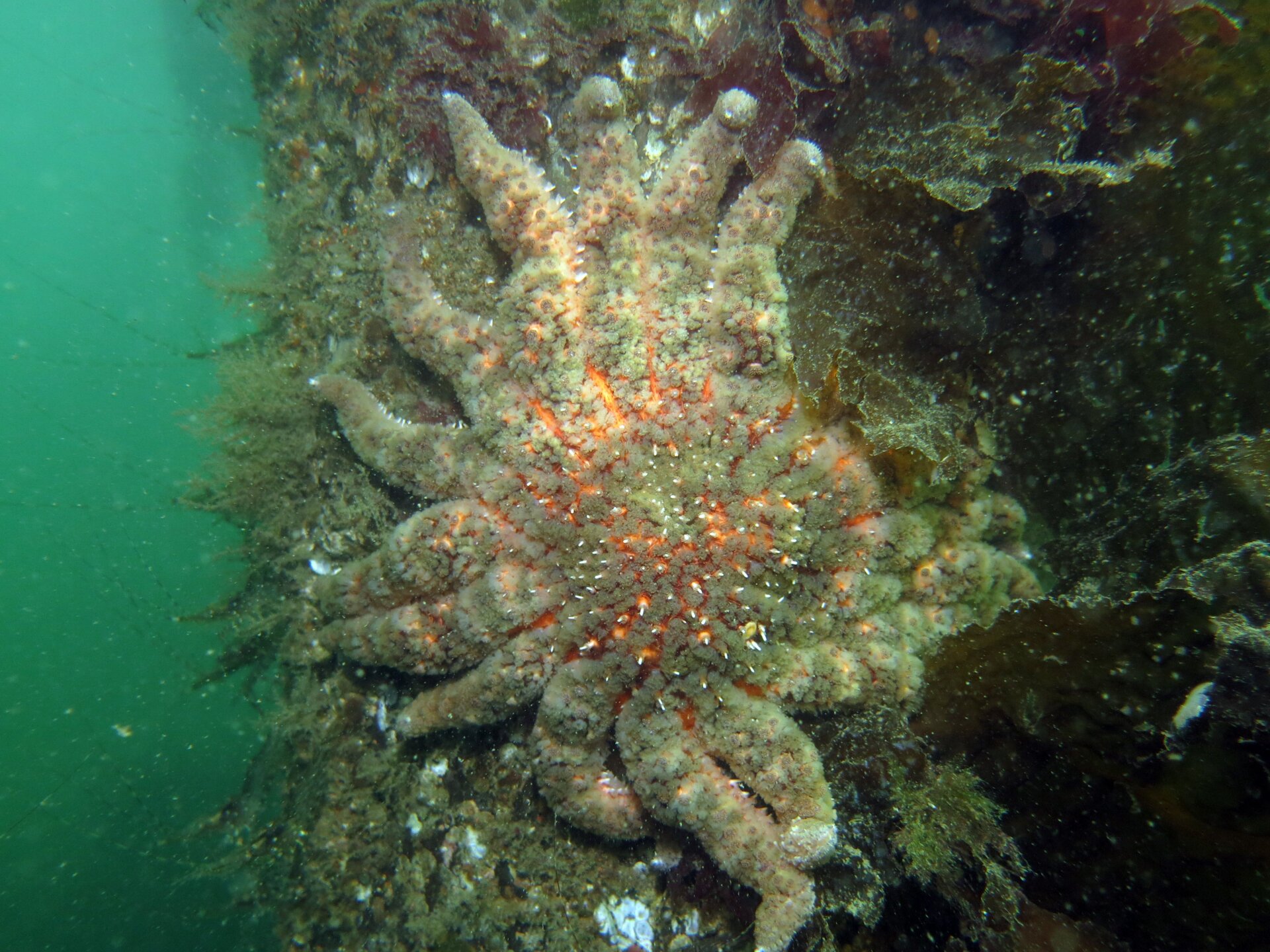 A sick sunflower sea star.