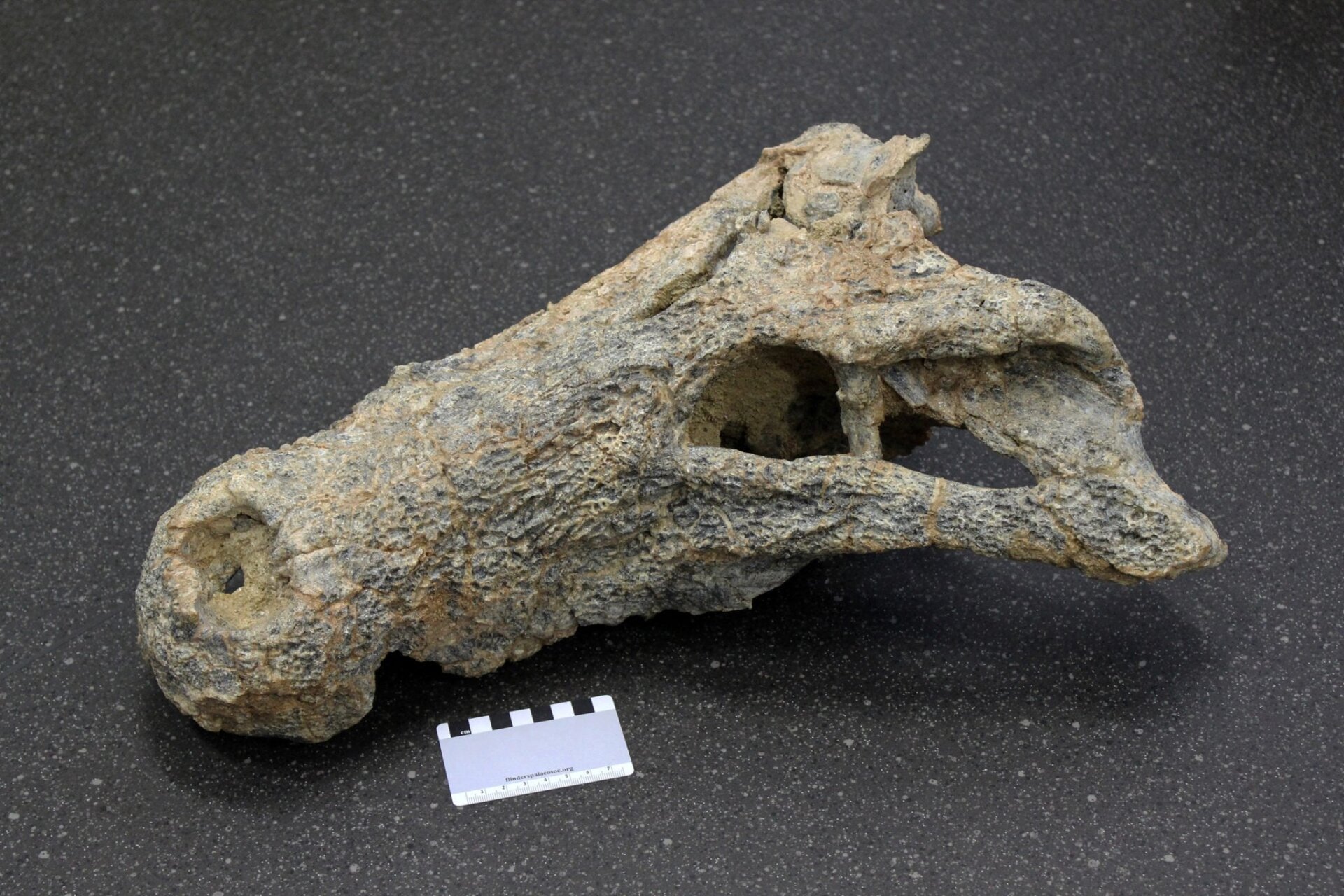 The large crocodile skull. 
