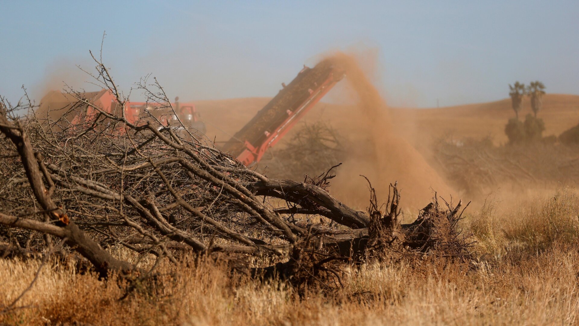 Almond trees sit on the ground before being shredded.