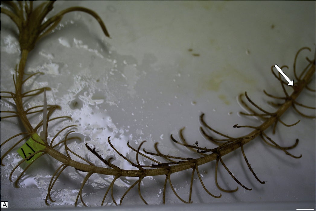 The entire sea lily stalk, with an arrow indicating the location of the Metridioidea polyp.