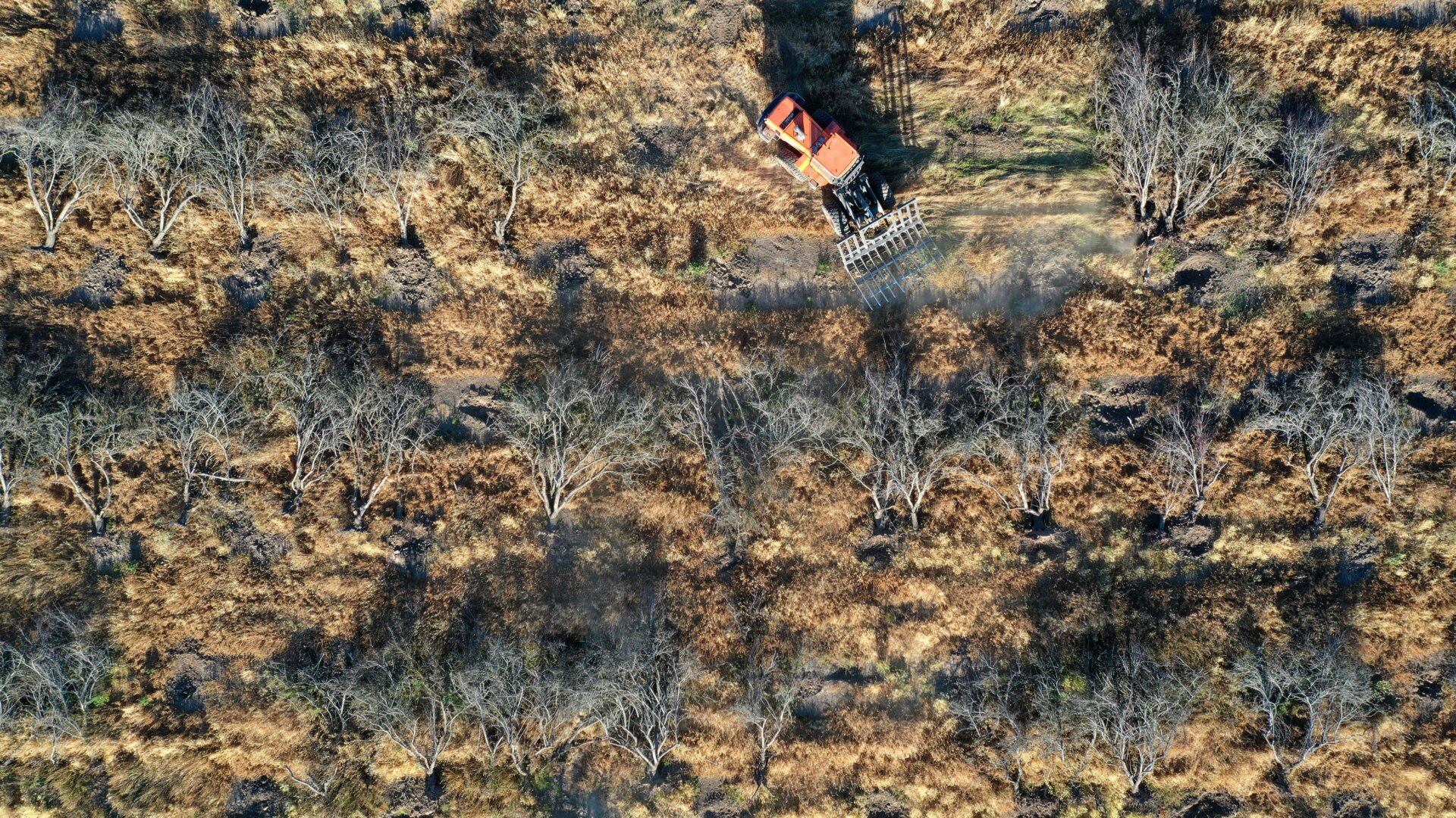 In an aerial view, a worker with Fowler Brothers Farming uses a wheel loader to move a pile of almond trees.